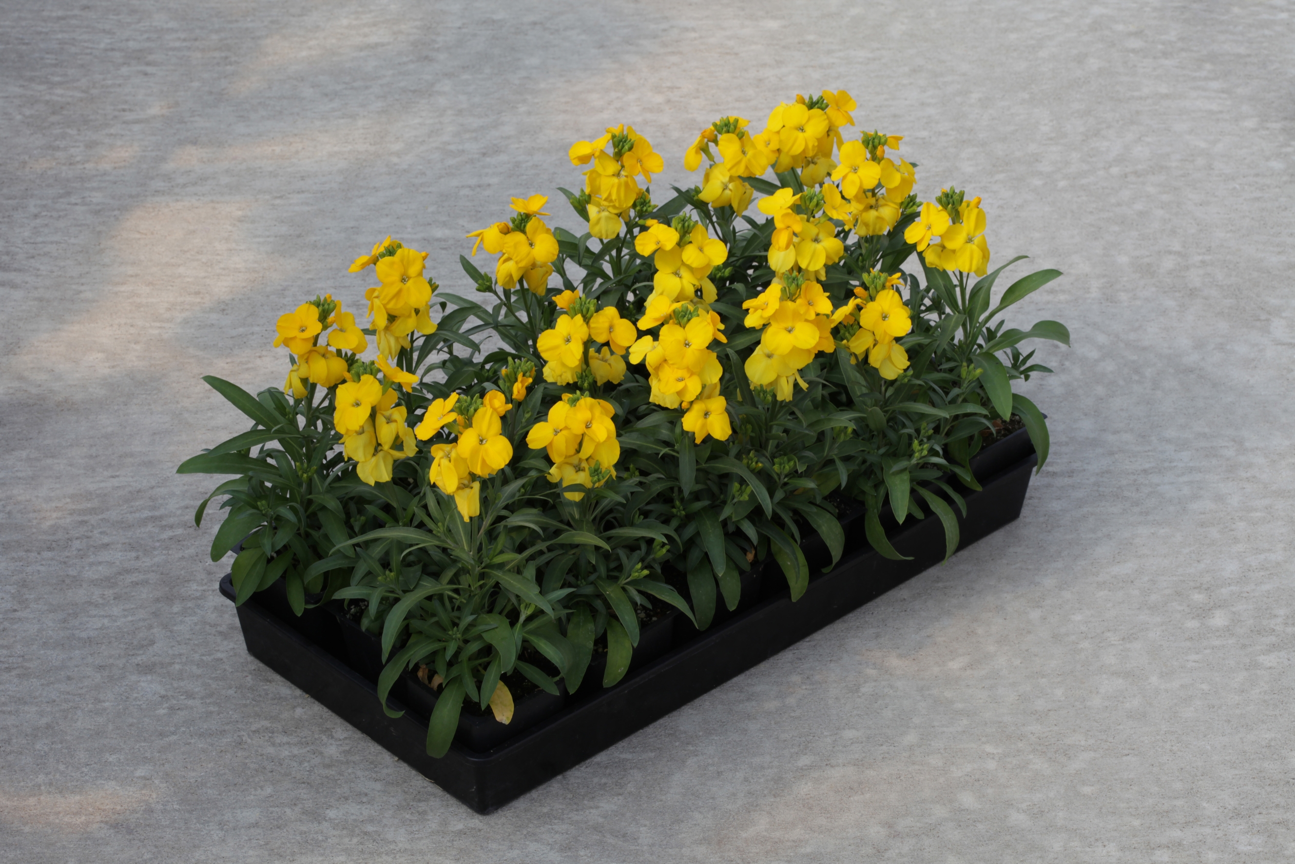 Erysimum cheiri F1 Sugar Rush Gelb