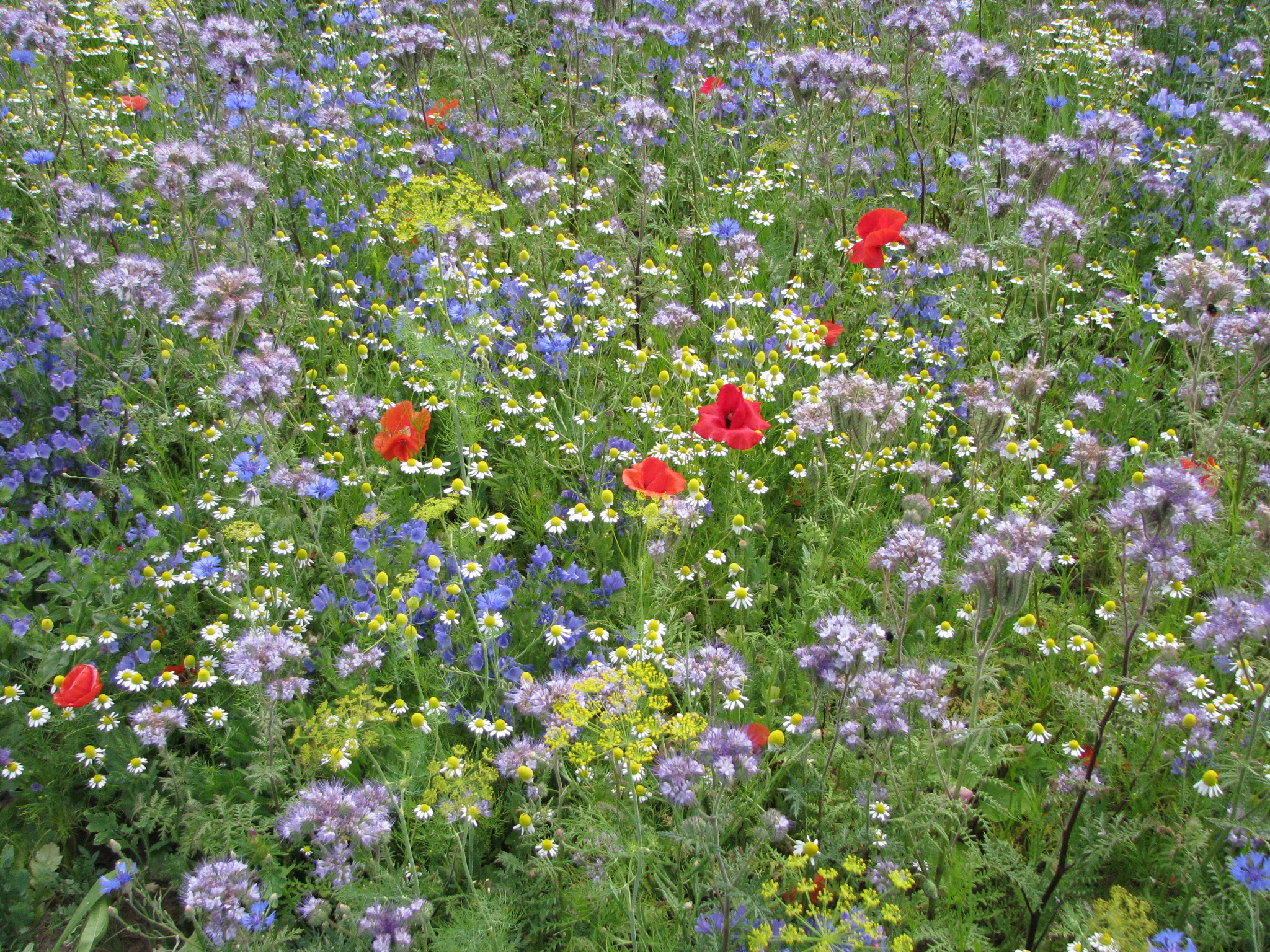 Blumenmischungen Blumen aus der Natur universell