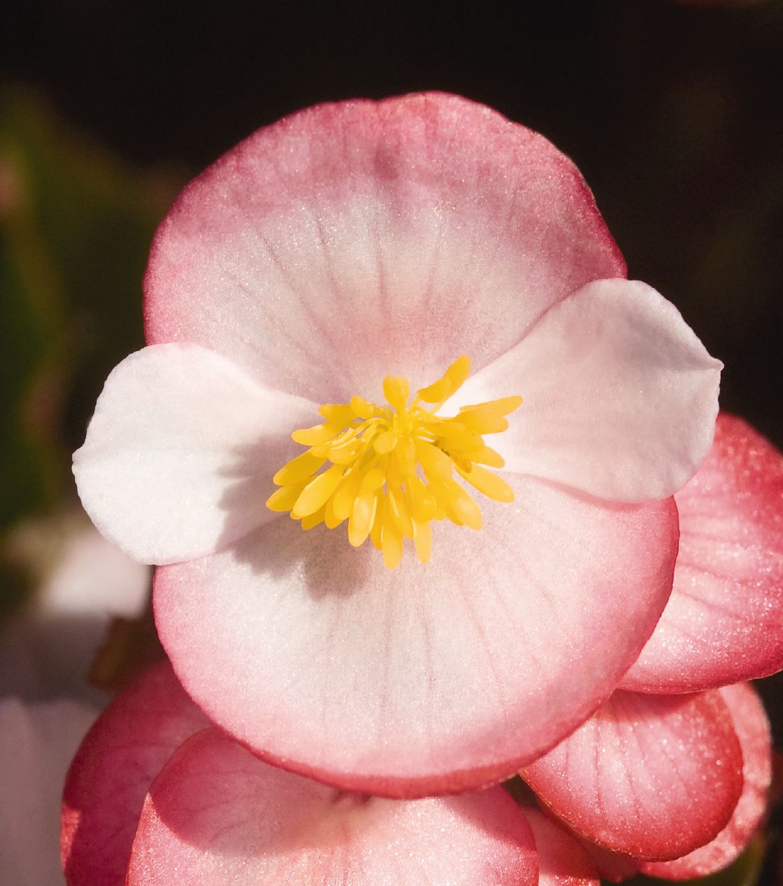 Begonia semperflorens F1 Super Olympia Bicolor