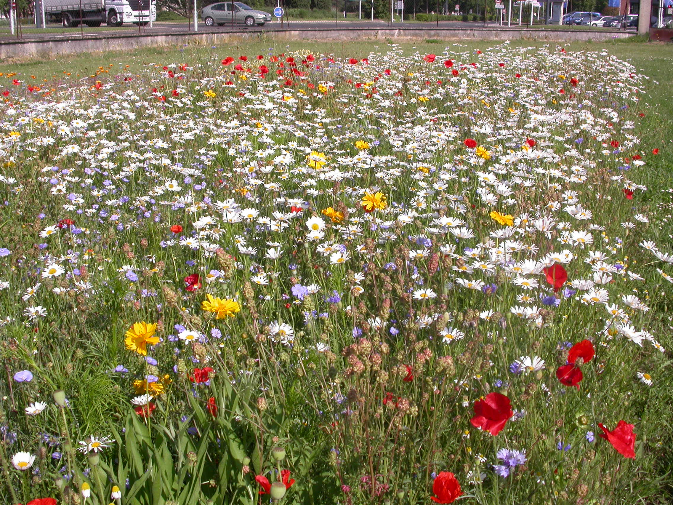 Blumenmischungen Brachland mehrjährige Blumen