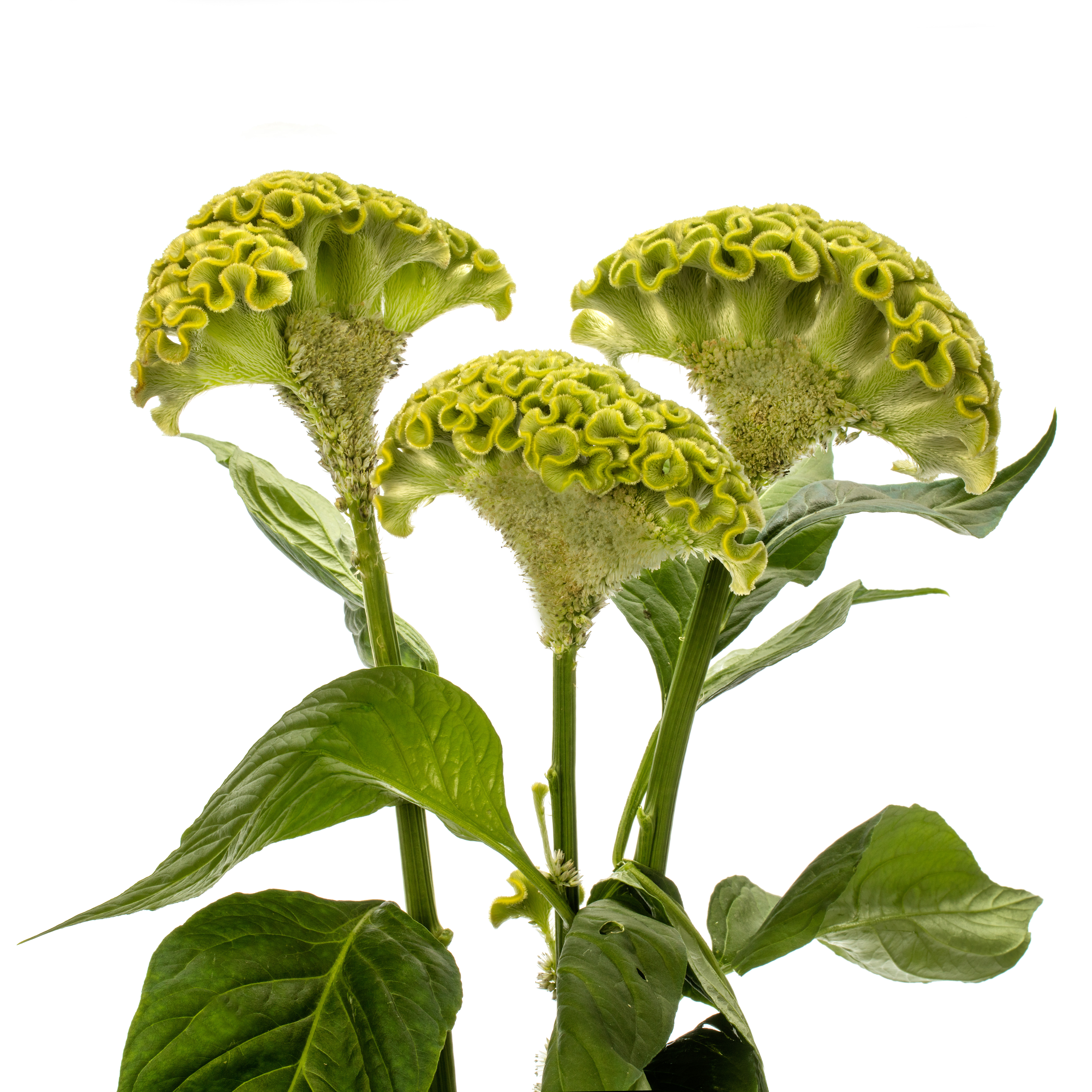 Celosia argentea cristata Act Verda, grün