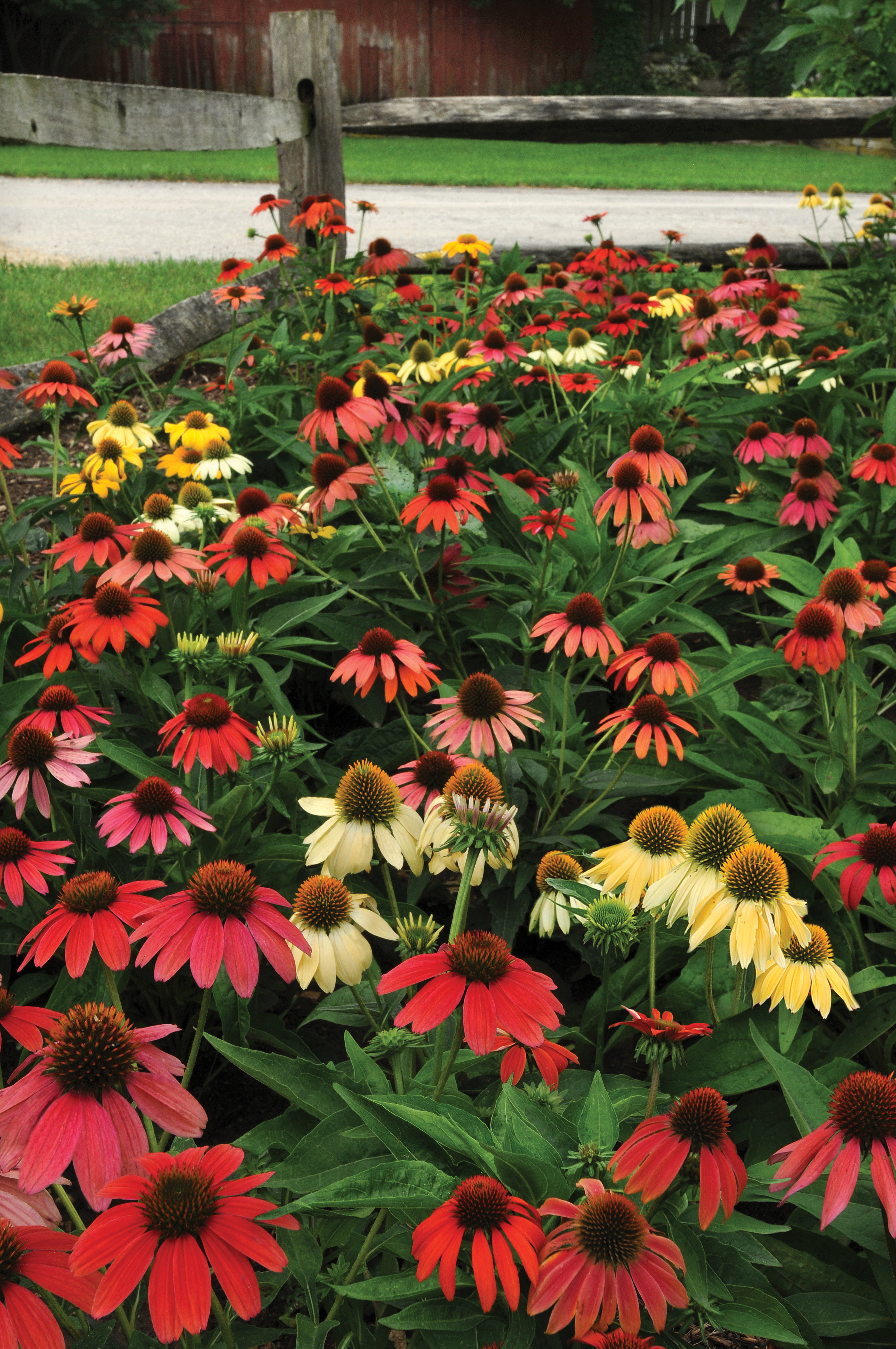 Echinacea purpurea Cheyenne Spirit