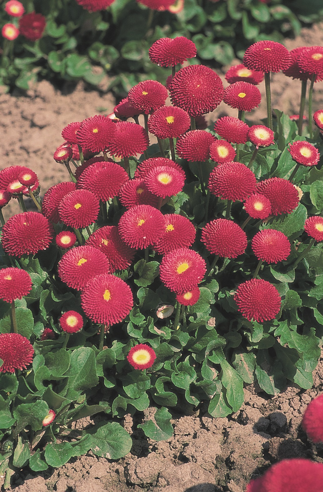 Bellis perennis Tasso Dunkelrosa