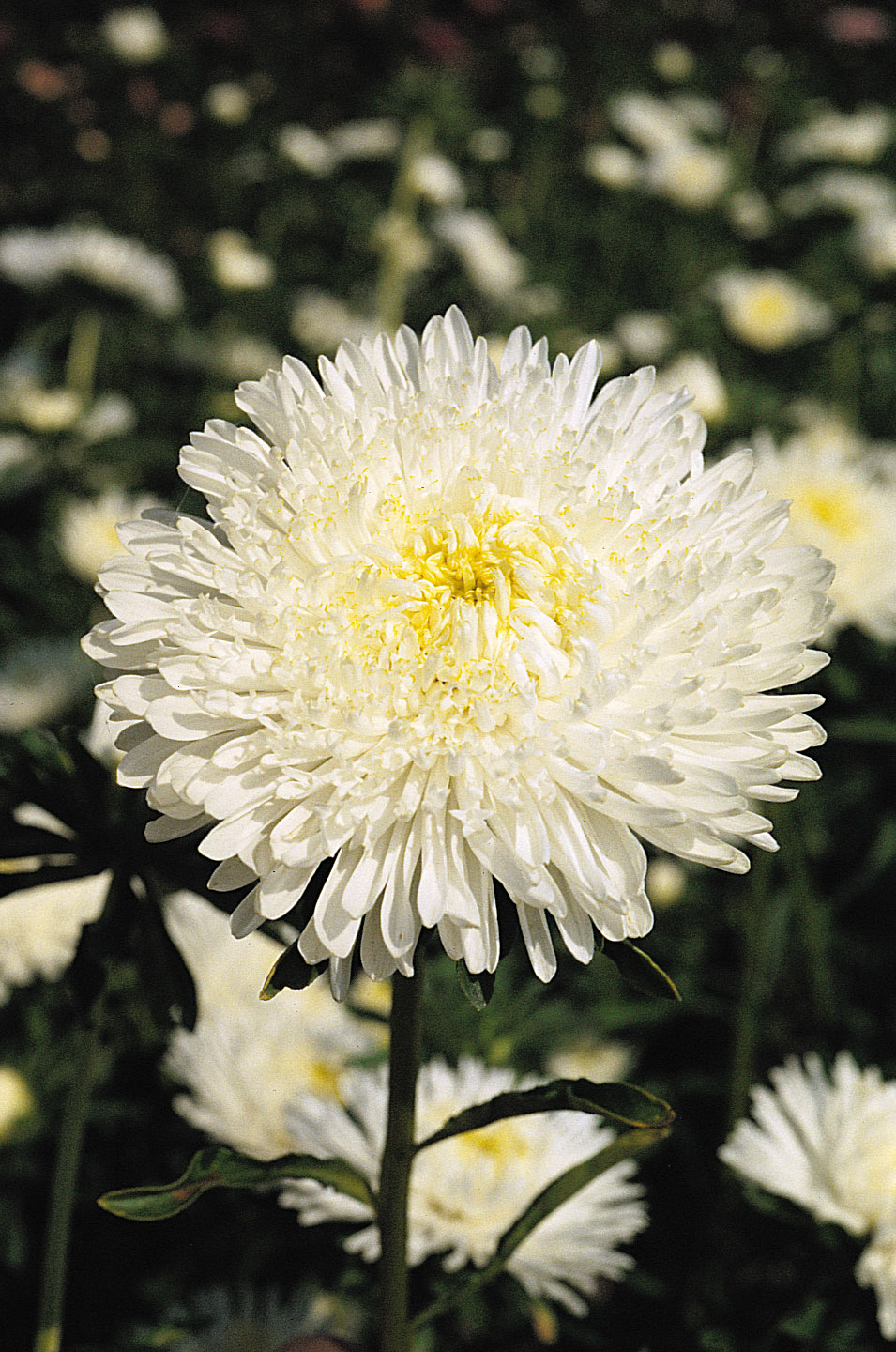 Callistephus chinensis Prinzess Floriade, weiß