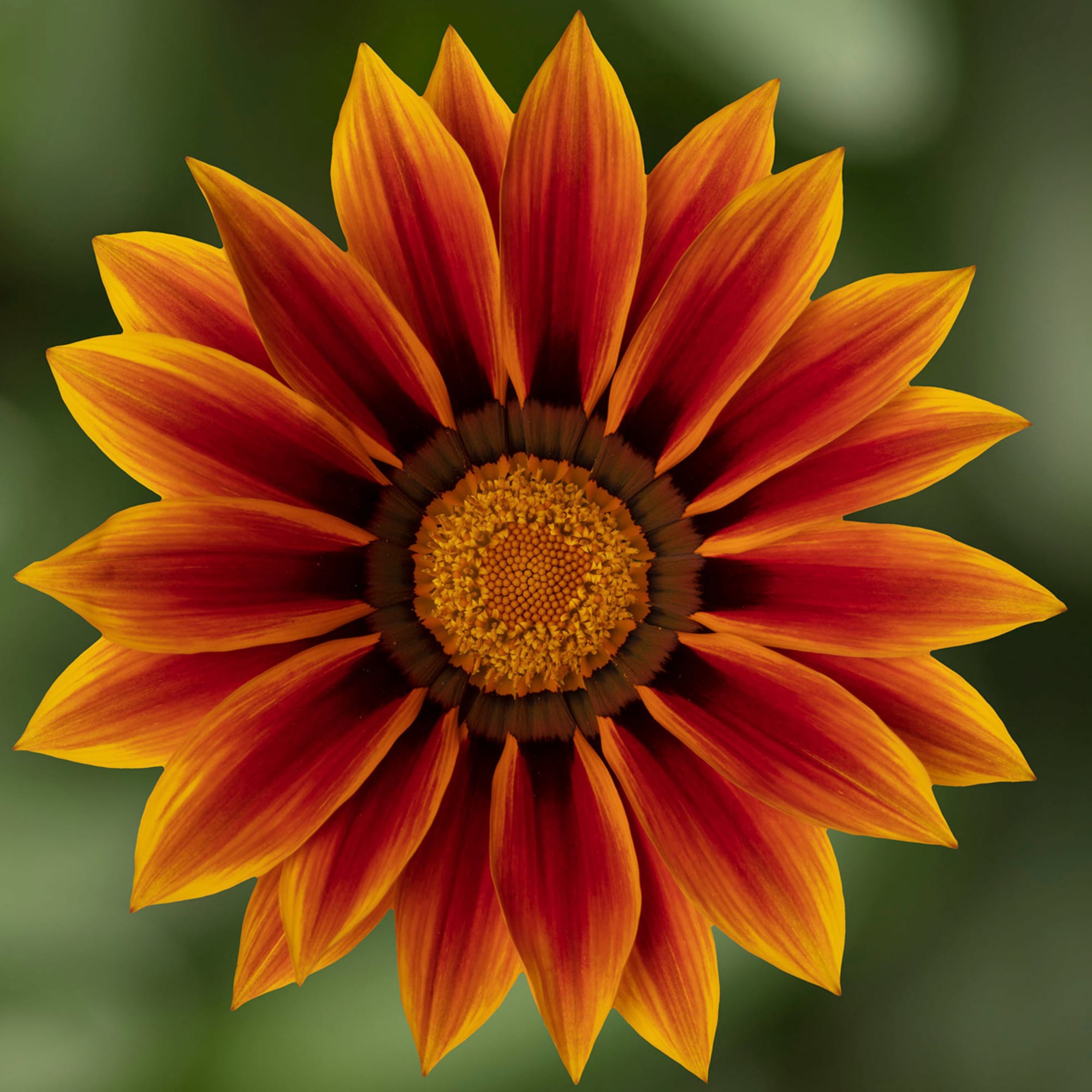 Gazania rigens Kiss Goldene Flamme