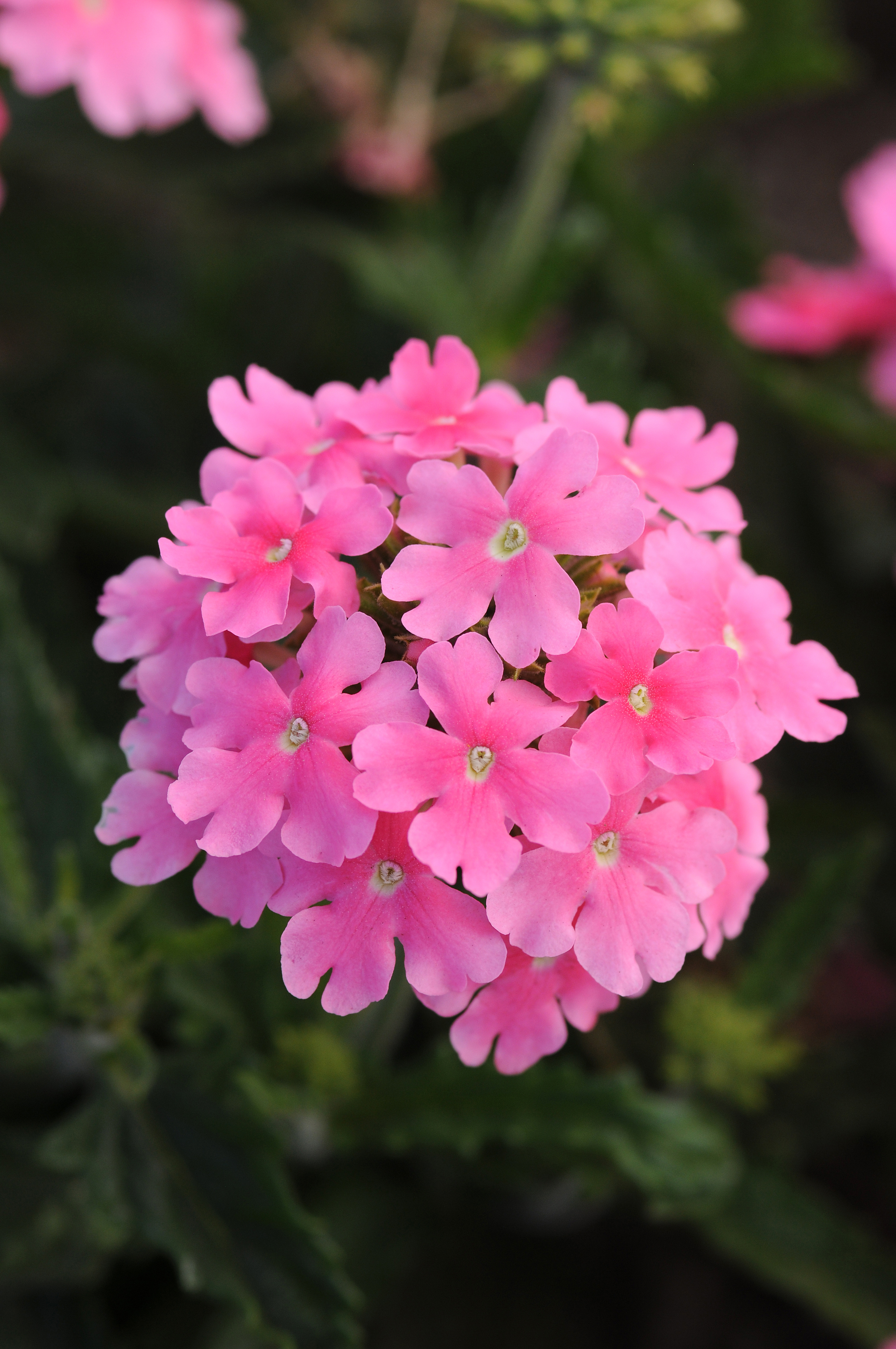 Verbena Quartz XP Rosa