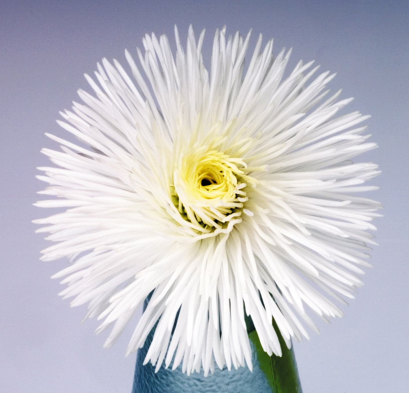 Bellis perennis Habanera Weiß