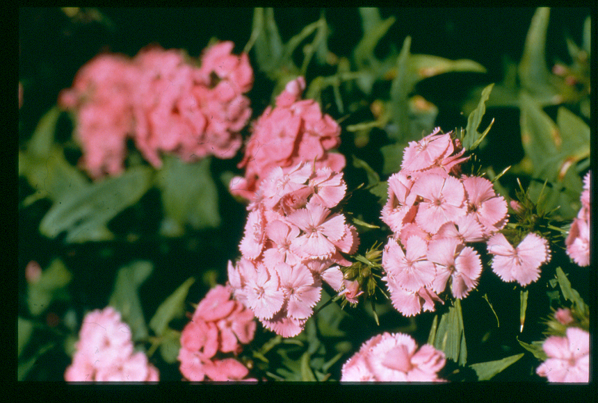 Dianthus barbatus Newport Pink