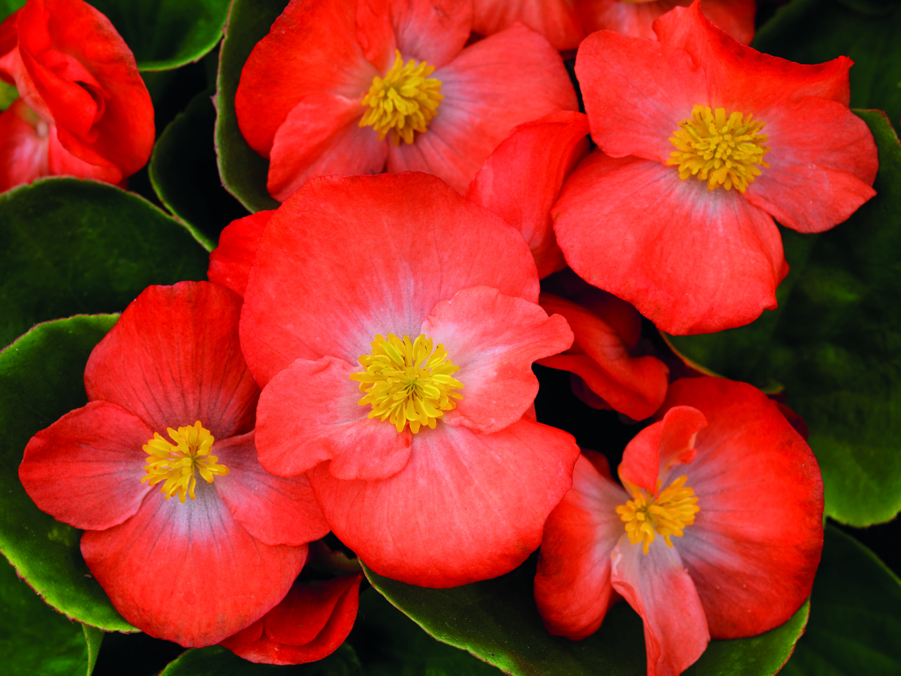 Begonia semperflorens F1 Sprint Plus Orange, pilliert