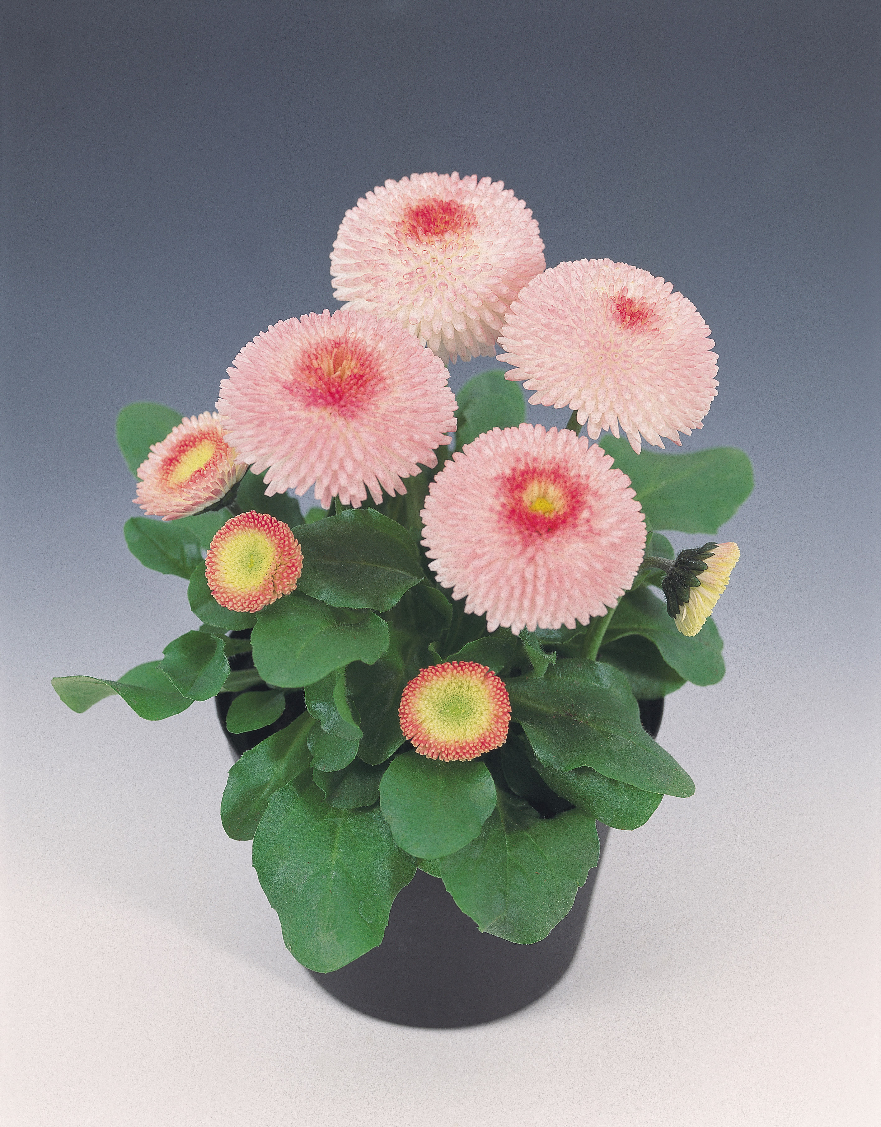 Bellis perennis Tasso Erdbeersahne