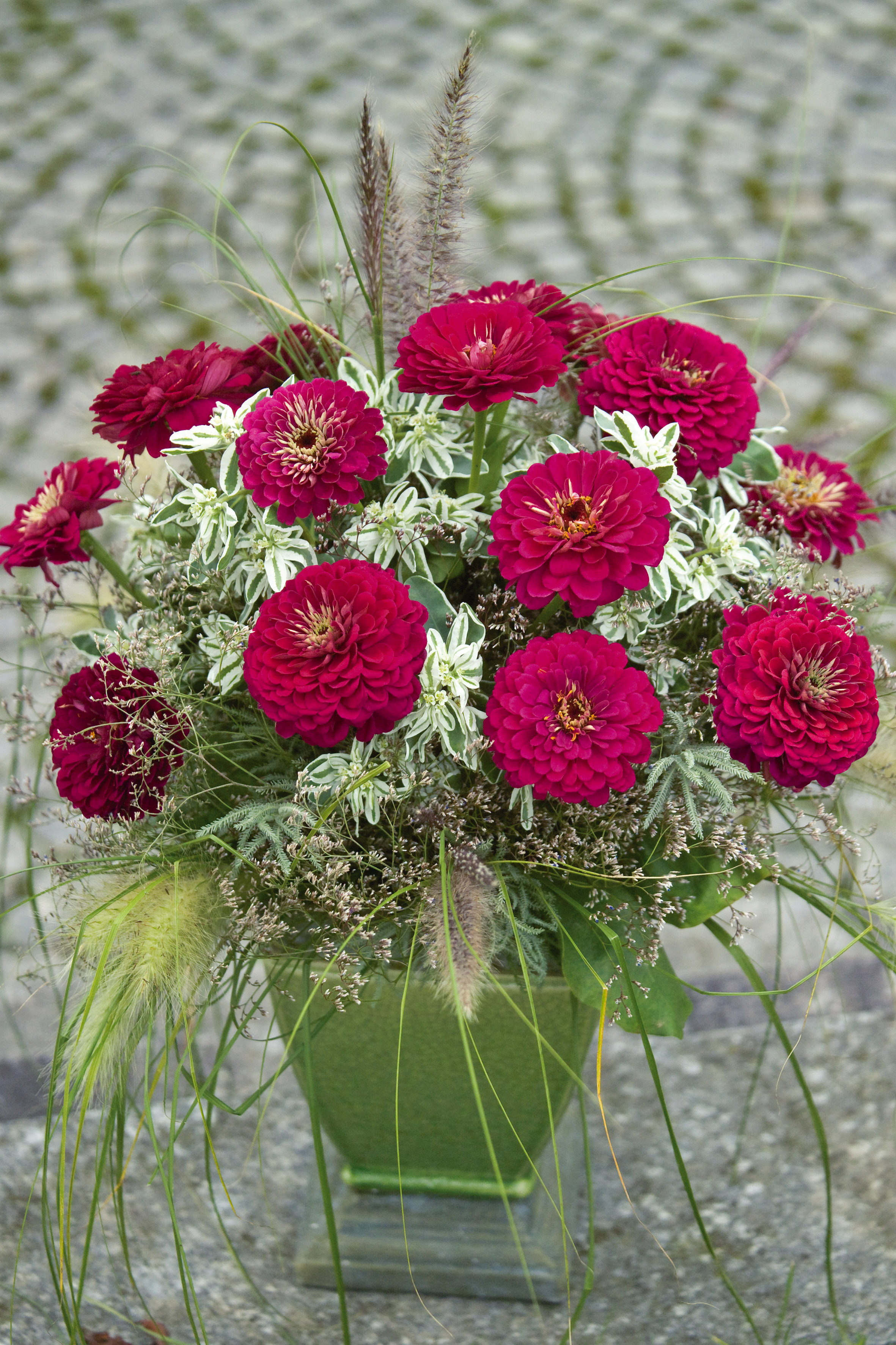 Zinnia elegans Dahlienblütige Riesen Weinrot