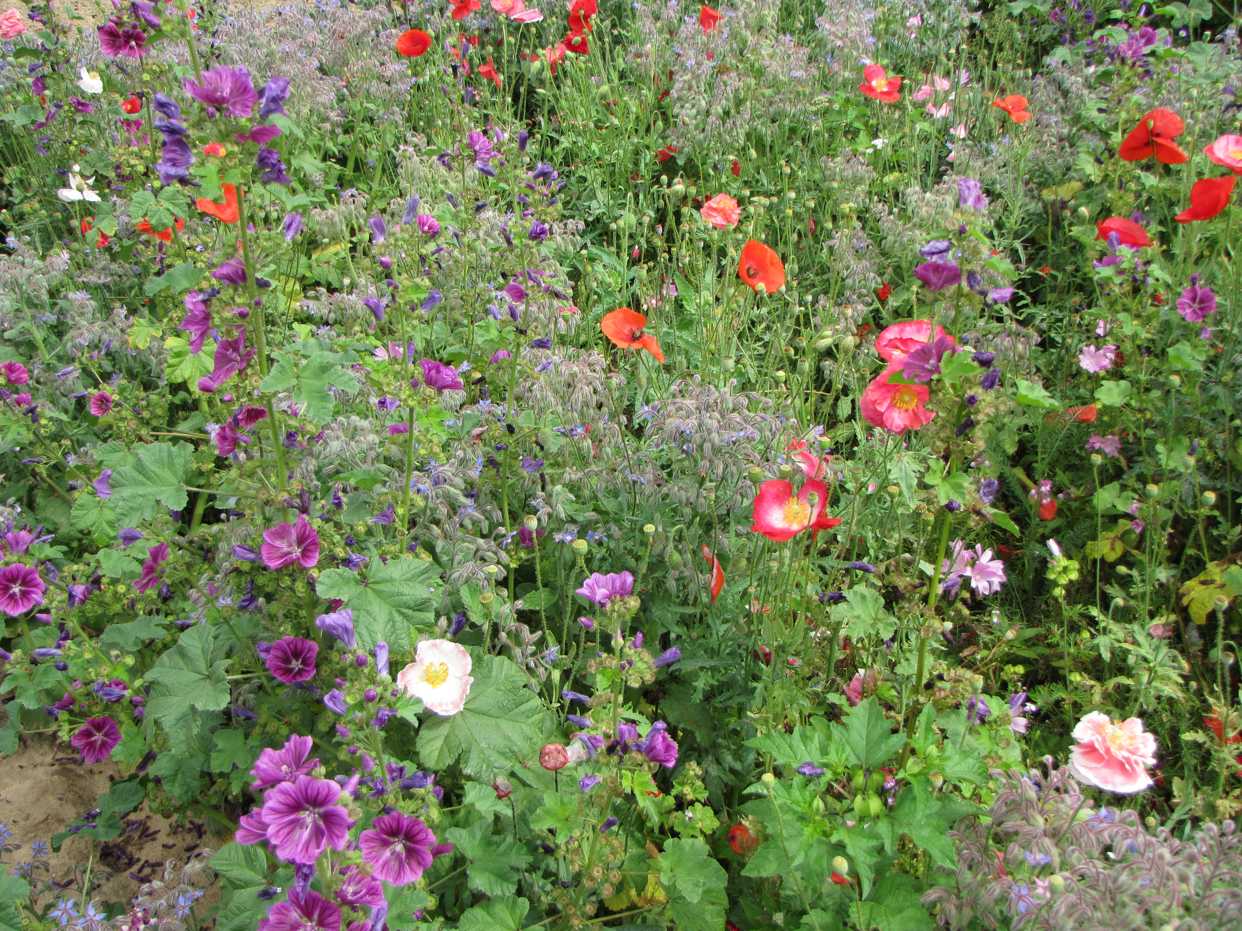 Blumenmischungen Blumen im Schatten