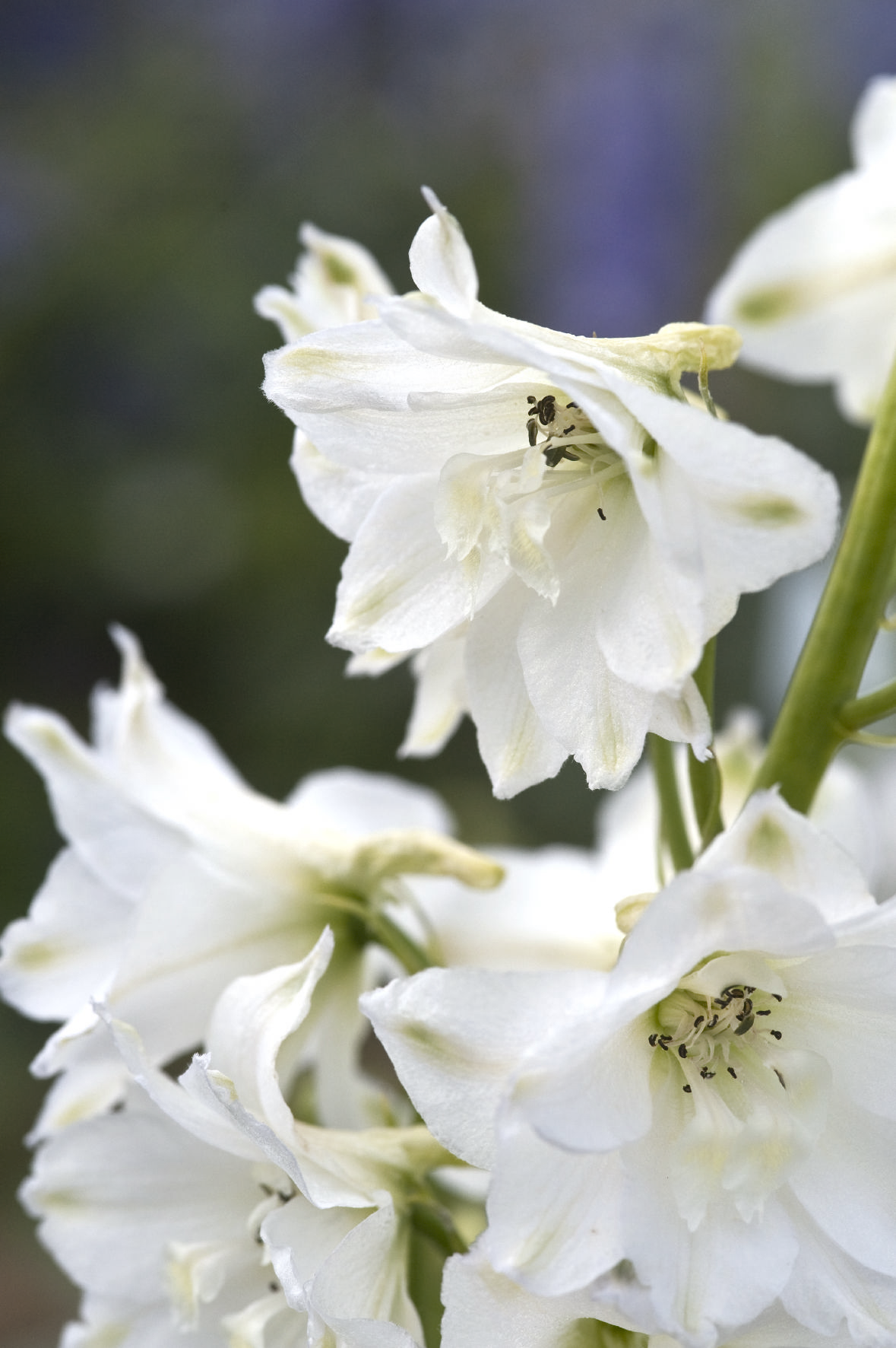 Delpinium grandiflorum  Magic Fountains Reinweiß