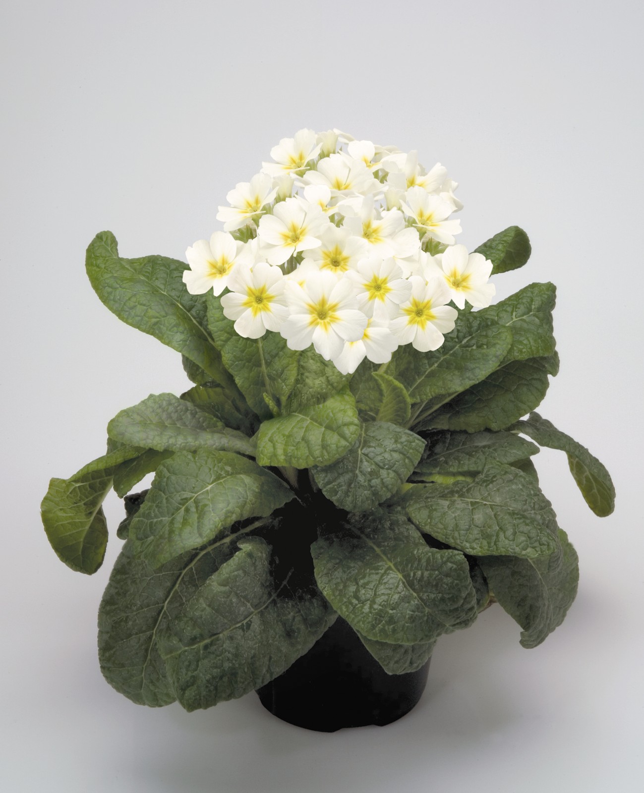 Primula elatior F1 Crescendo Weiß