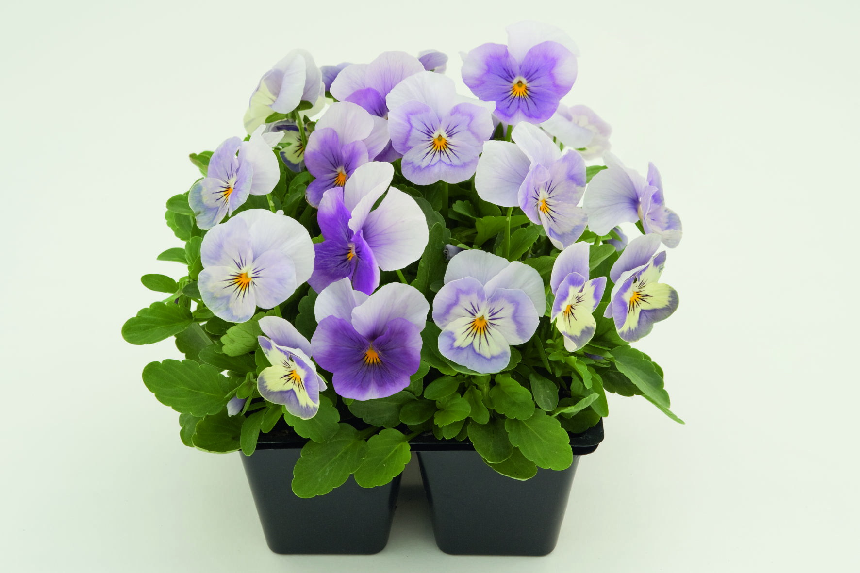 Viola cornuta F1 Admire Pink Surprise