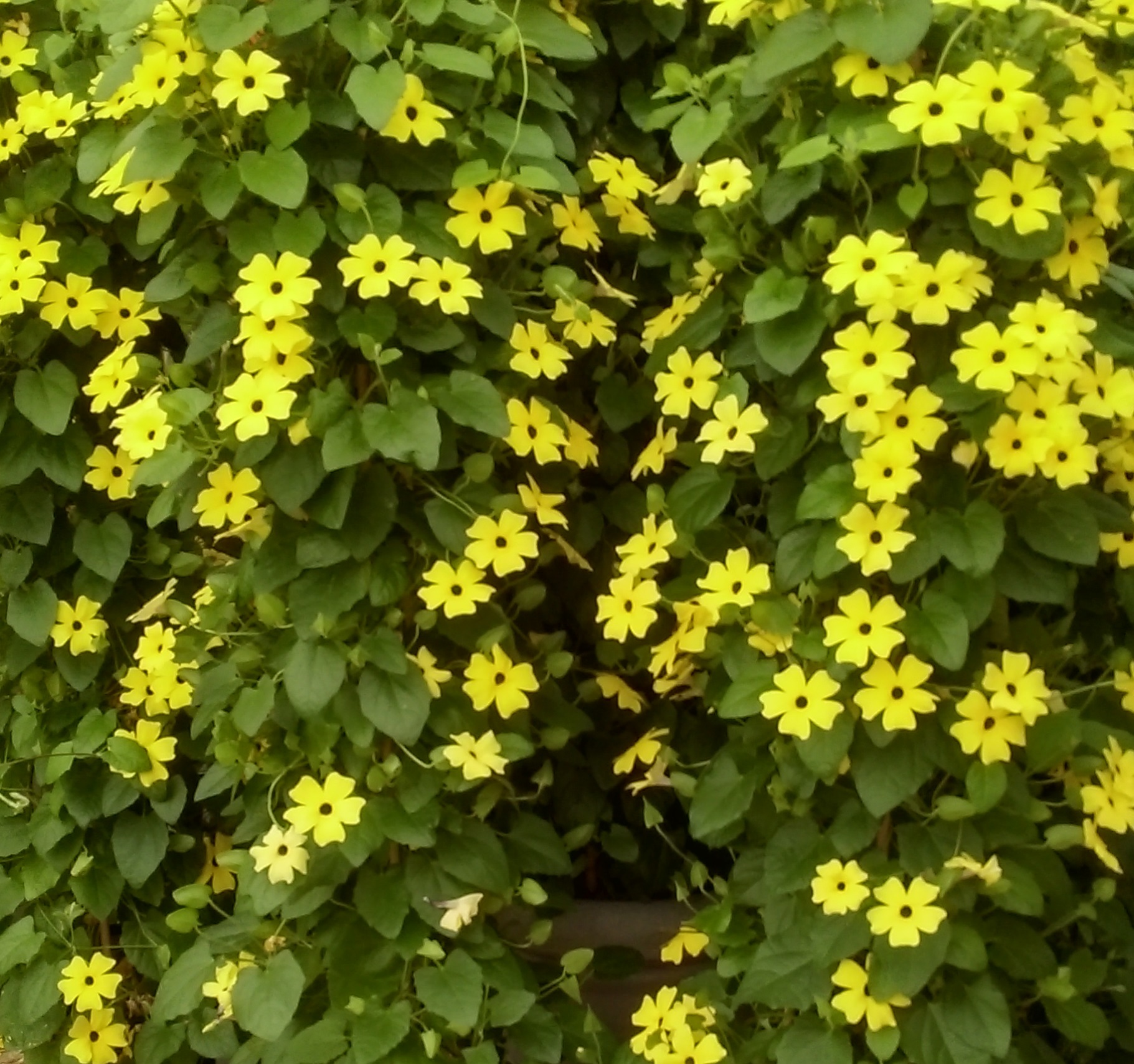 Thunbergia alata Susi Gelb mit Auge