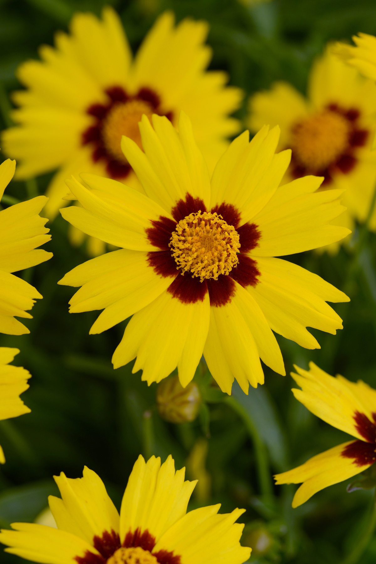 Coreopsis grandiflora Sunkiss, gecoated