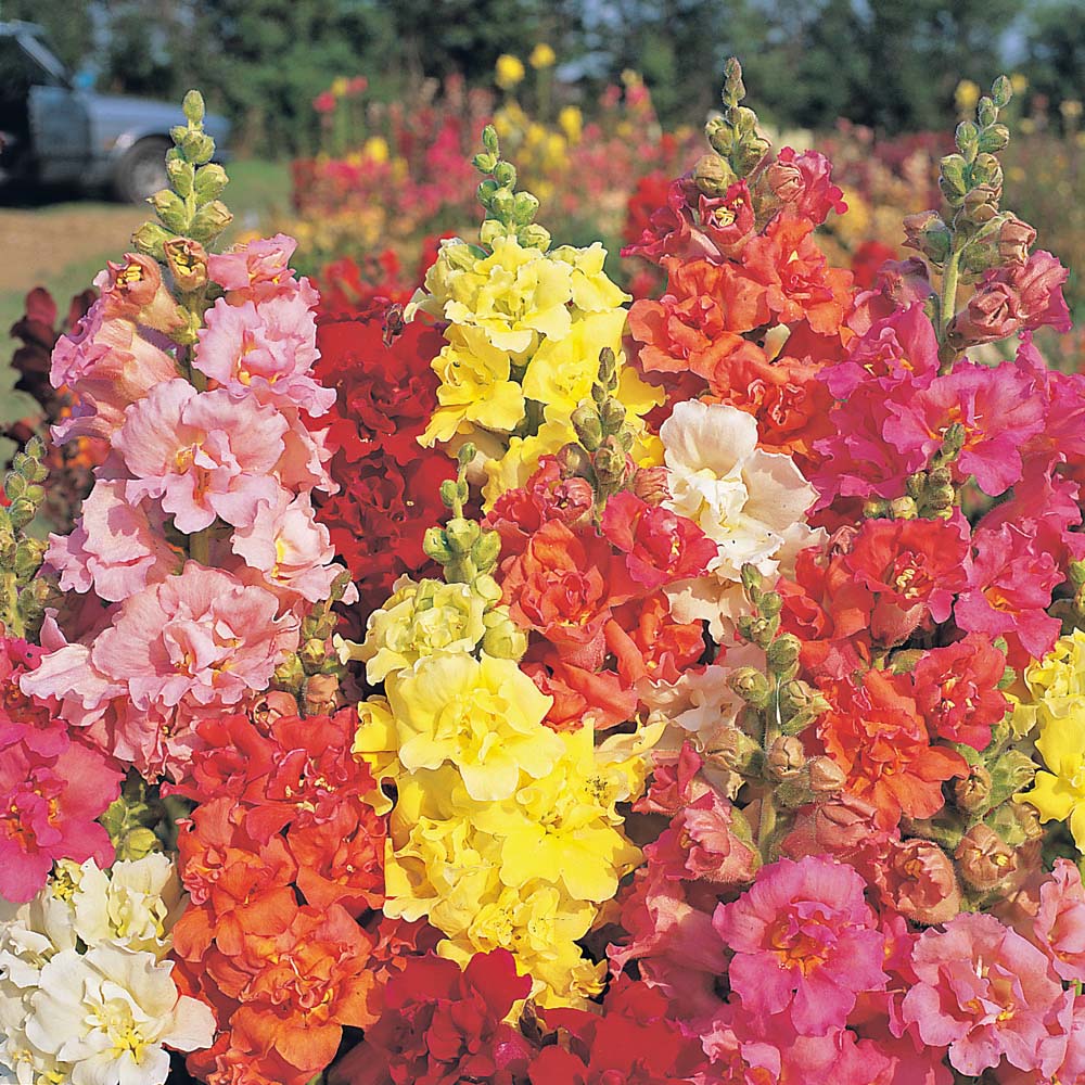 Antirrhinum majus F1 Madame Butterfly