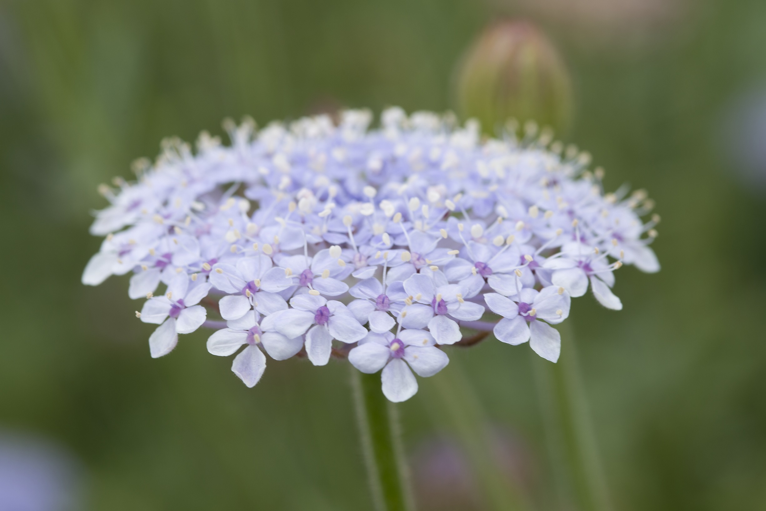 Didiscus caeruleus Madonna Lavender Blue