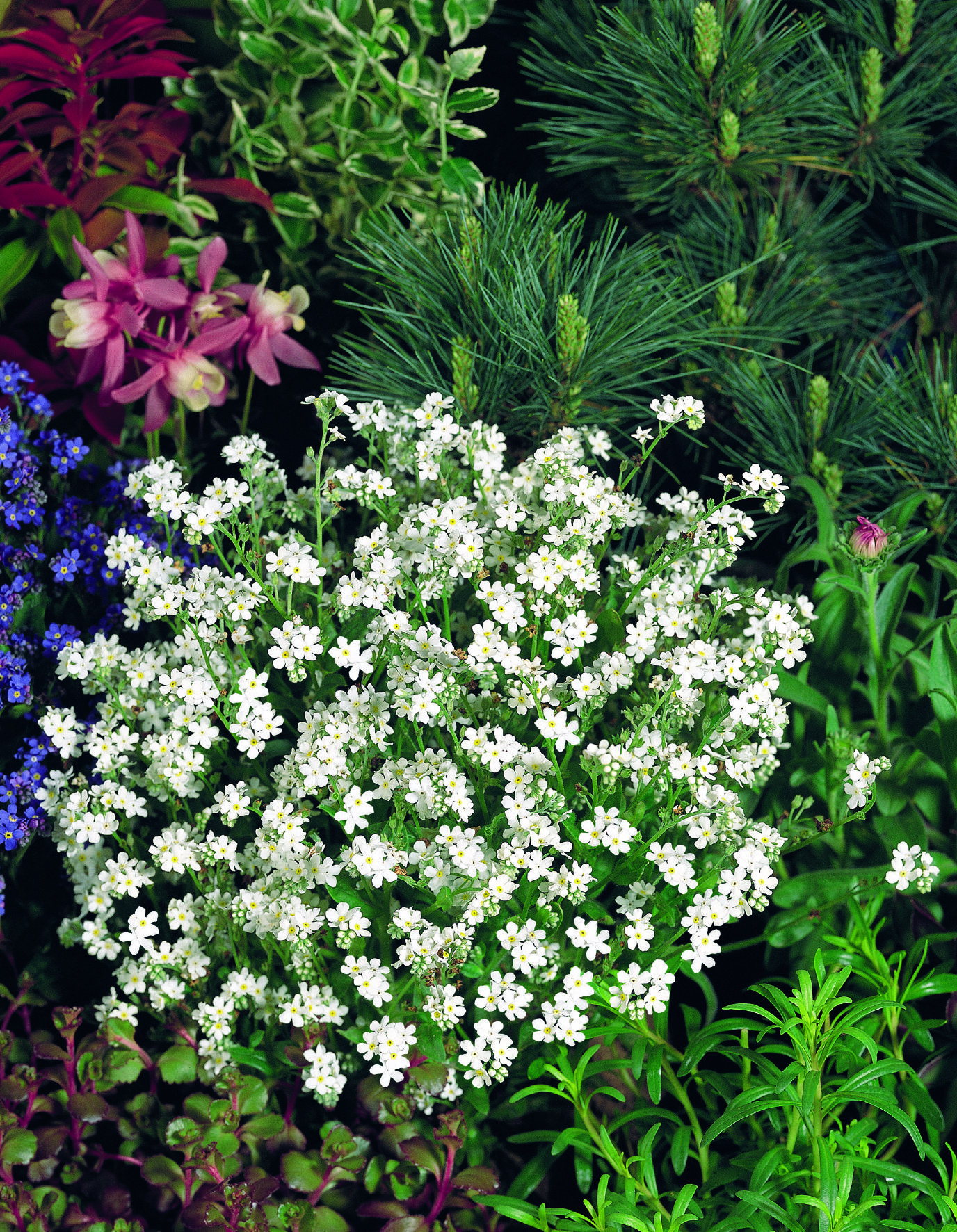 Myosotis sylvatica Sylva Snowsylva