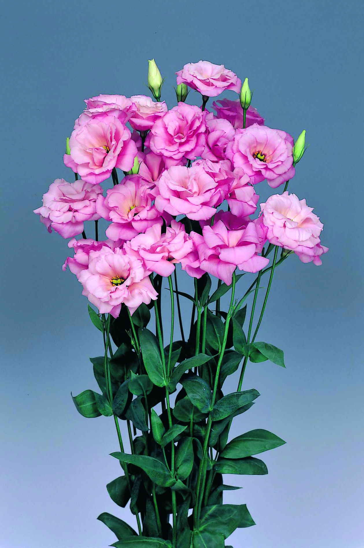 Eustoma grandiflorum F1 Echo Rosa, pilliert
