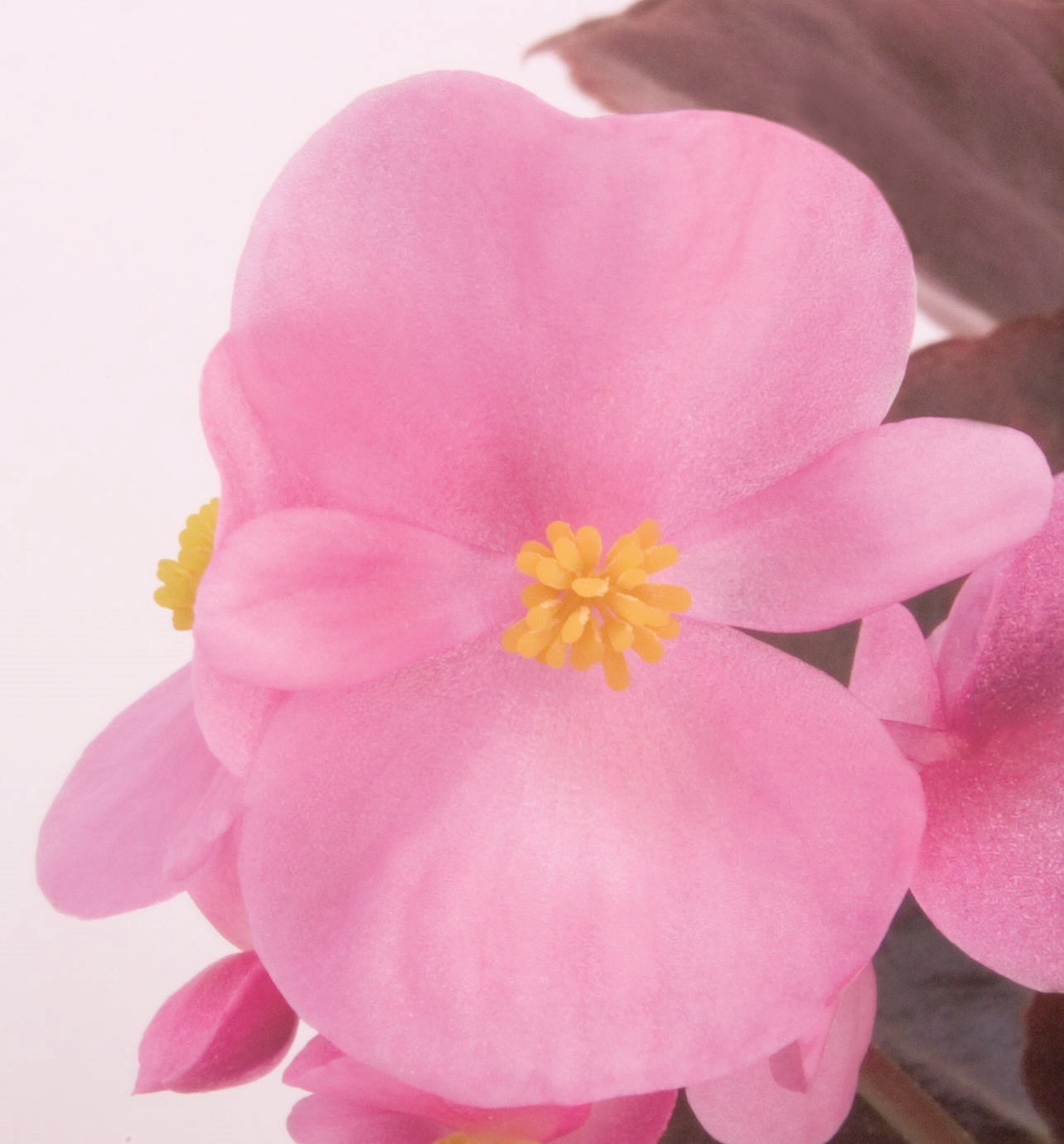 Begonia semperflorens Pillen F1 Nightlife Pink, hellrosa, pilliert