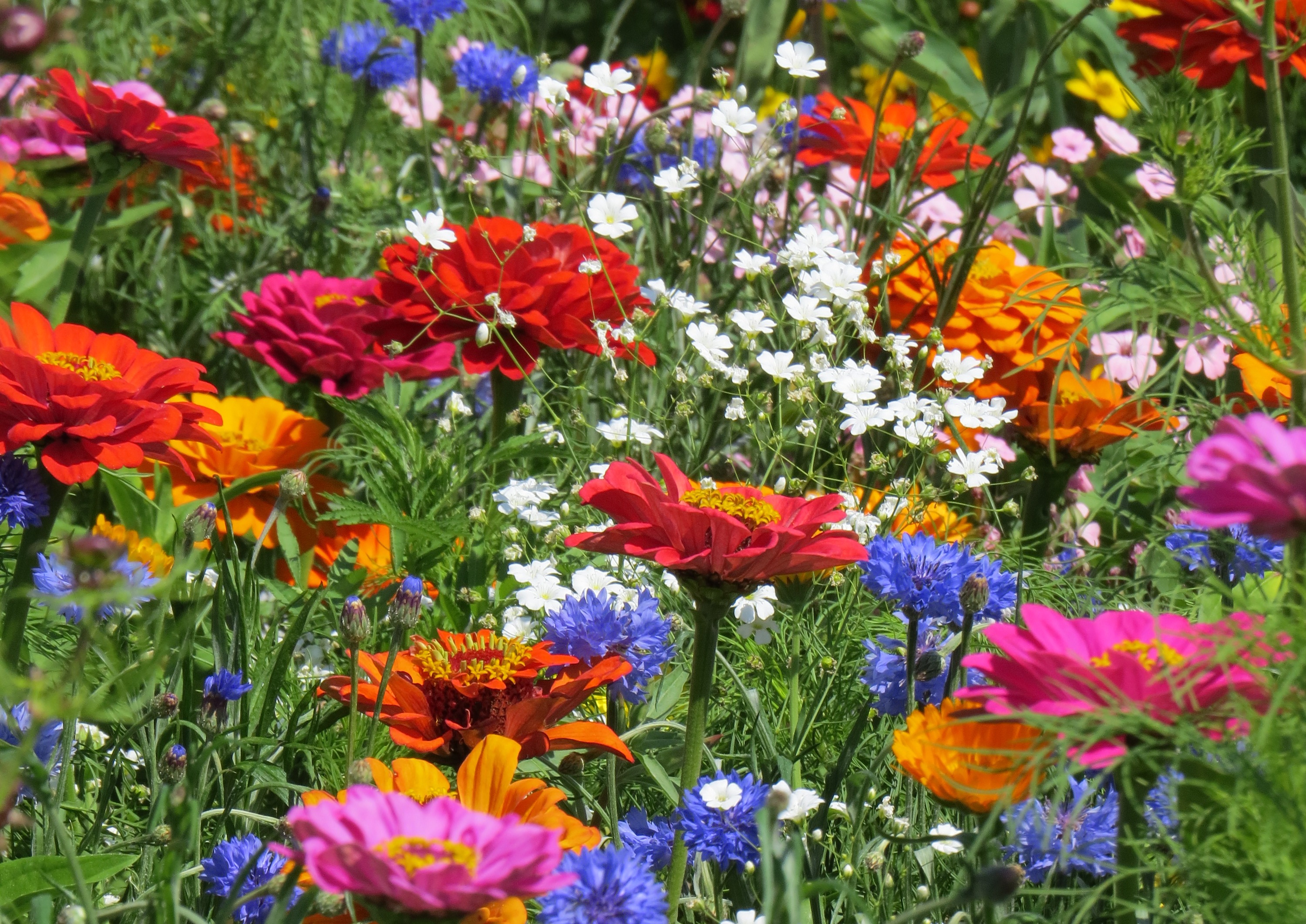 Blumenmischungen Sommerpflücken