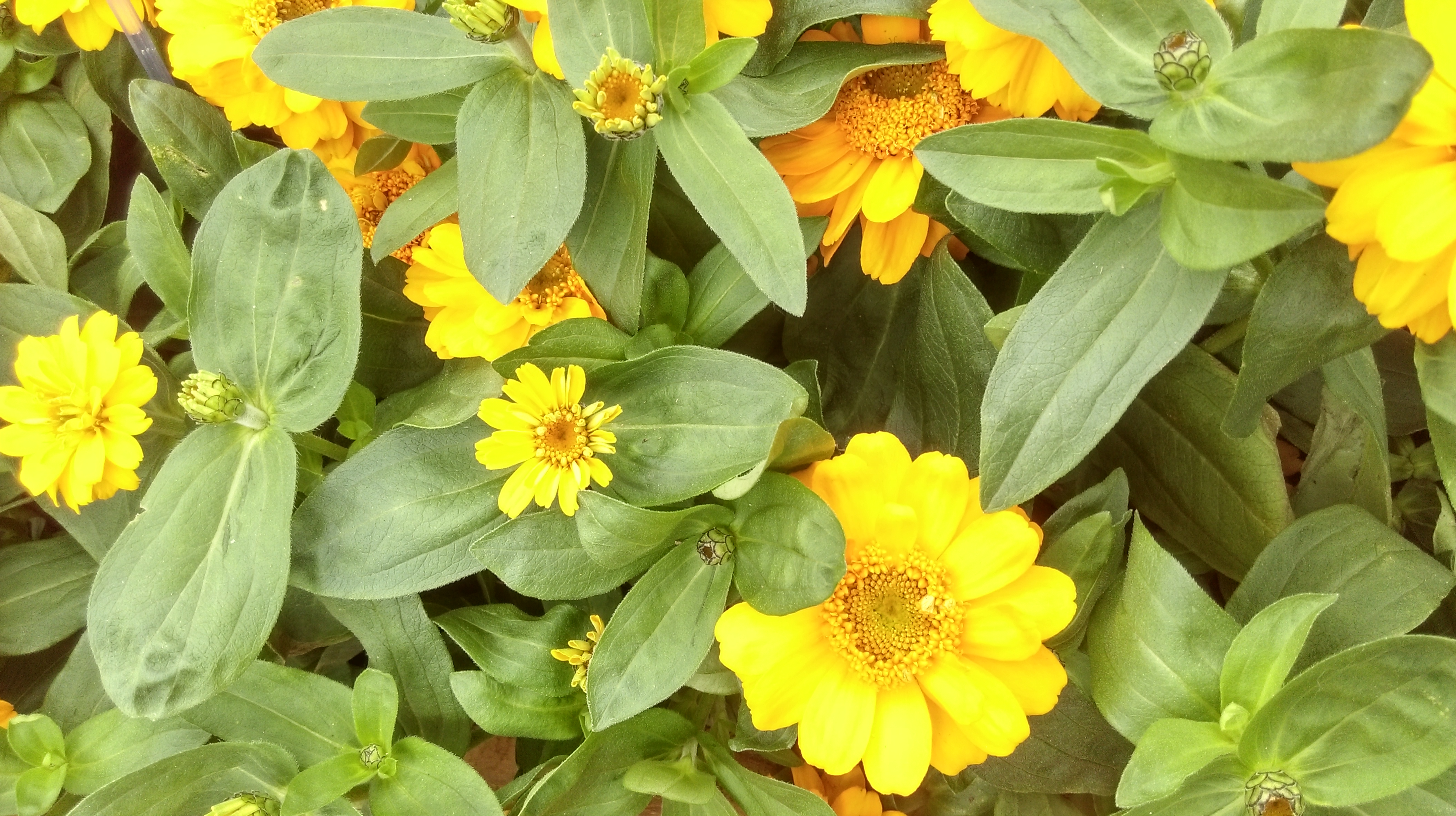 Zinnia angustifolia F1 Profusion Double Gold