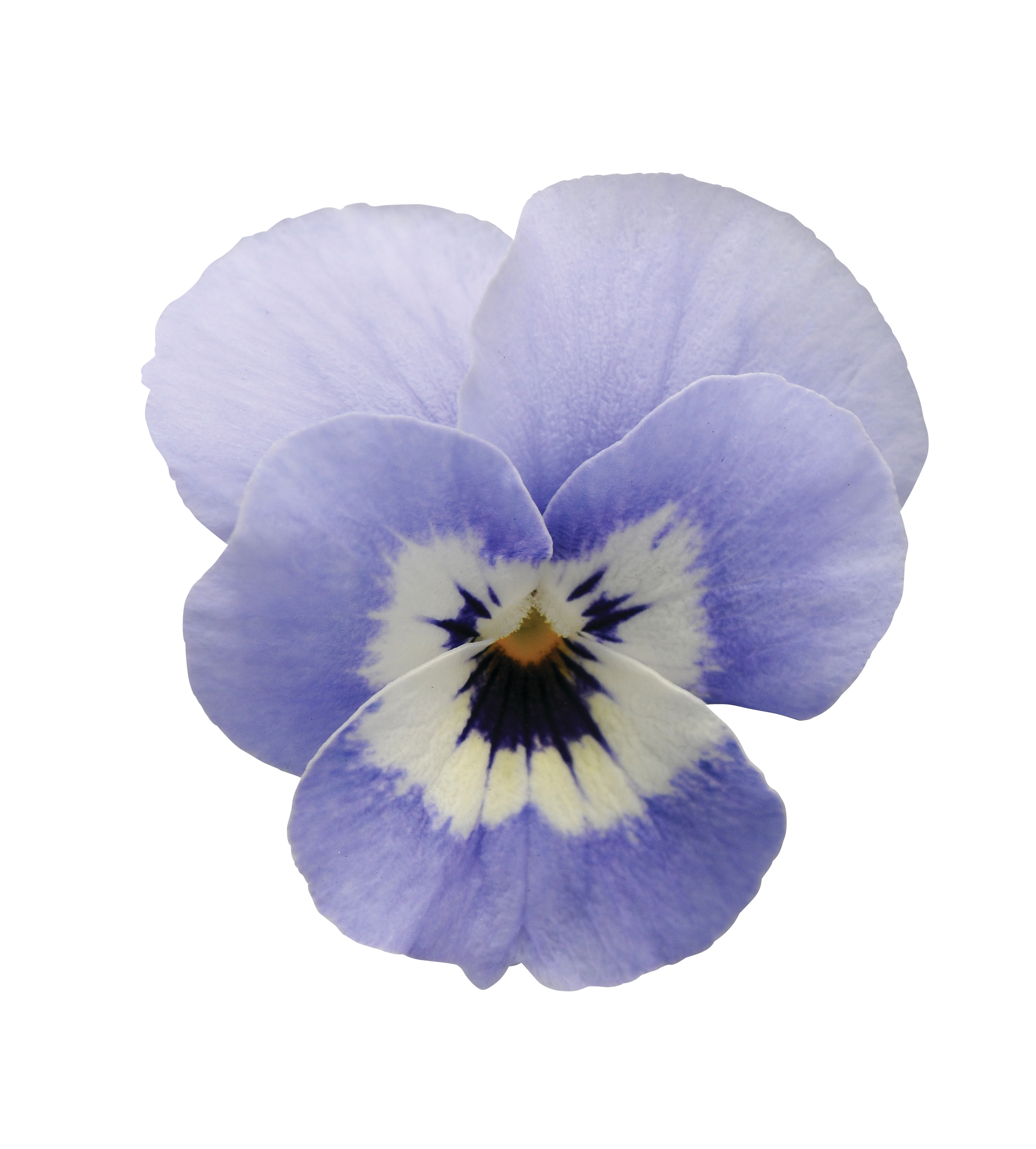 Viola cornuta F1 Sorbet Marina Babyface