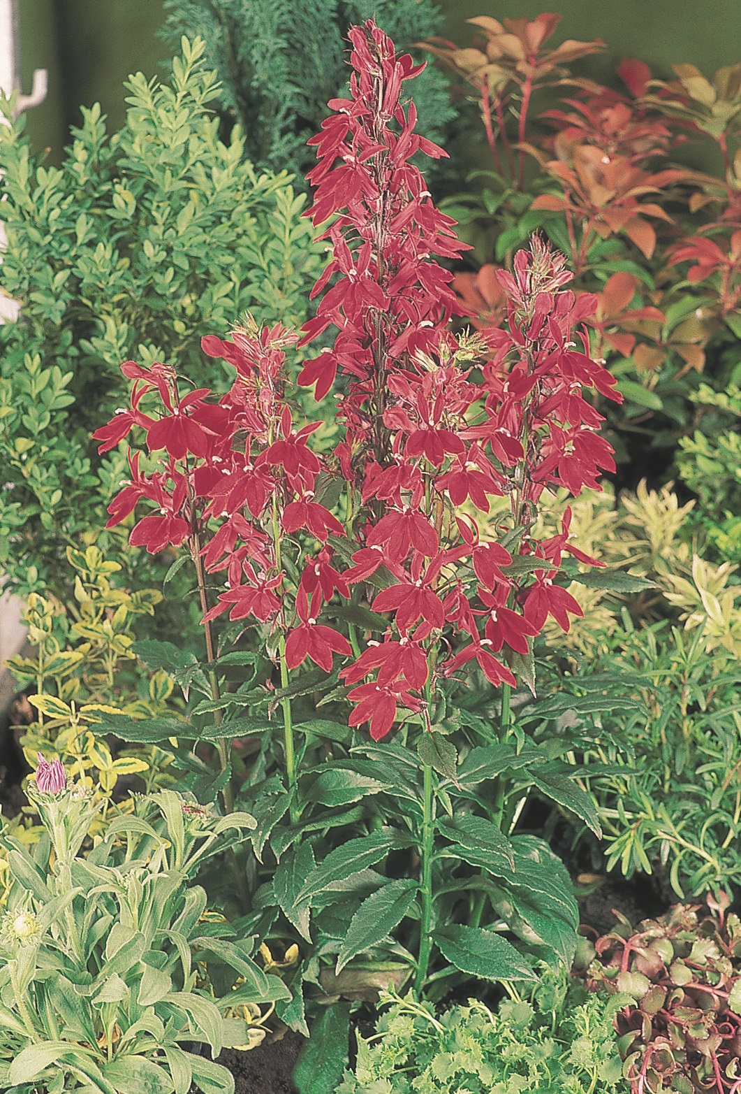 Lobelia speciosa F1 Fan Burgundy