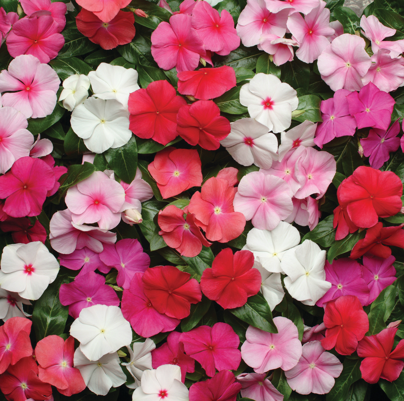 Catharanthus roseus F1 First Kiss Mischung