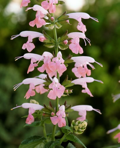 Salvia coccinea Sommer Juwel Rosa