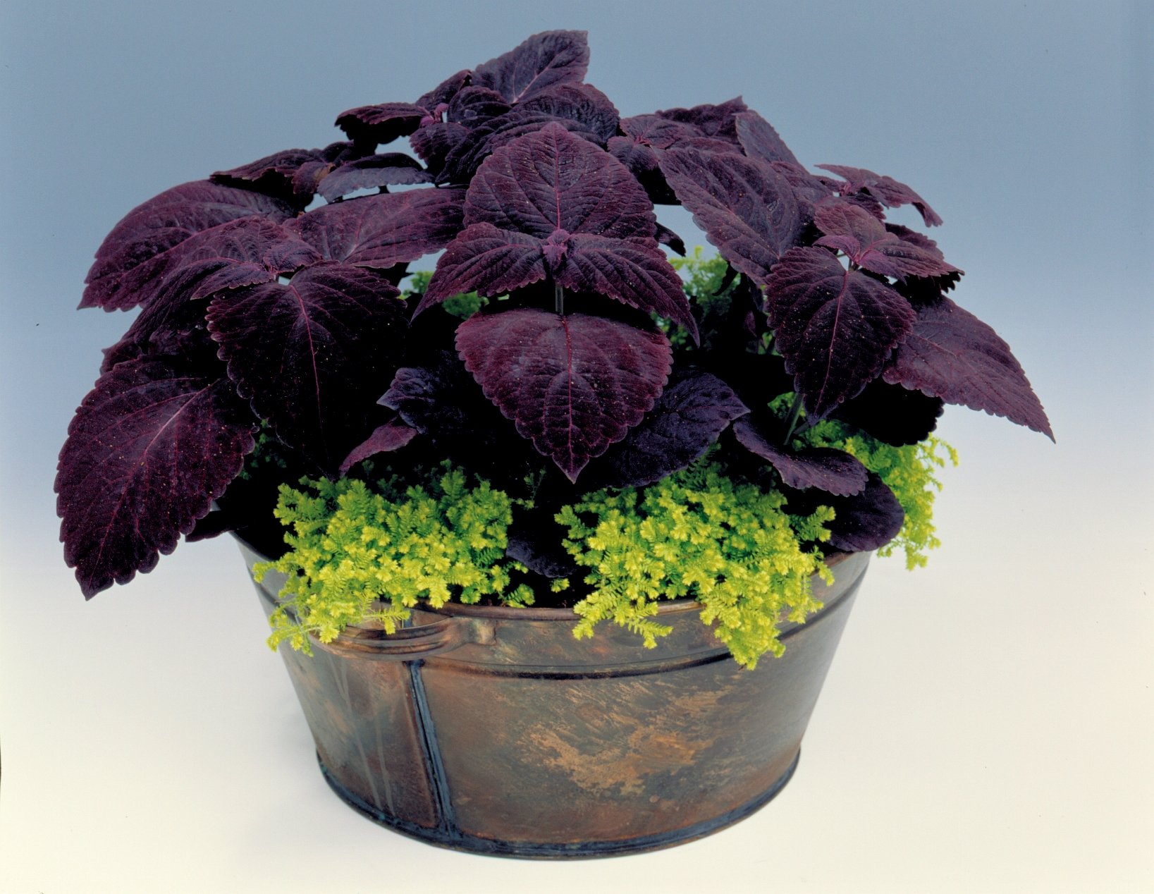 Coleus blumei (plectranthus scuttellarioides) Giant Palisandra