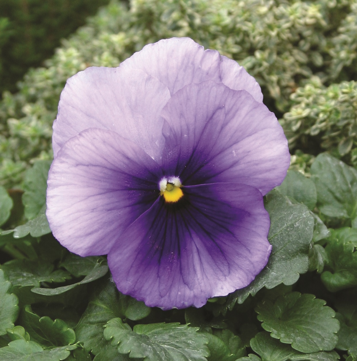 Viola wittrockiana  Grandessa Silberblau