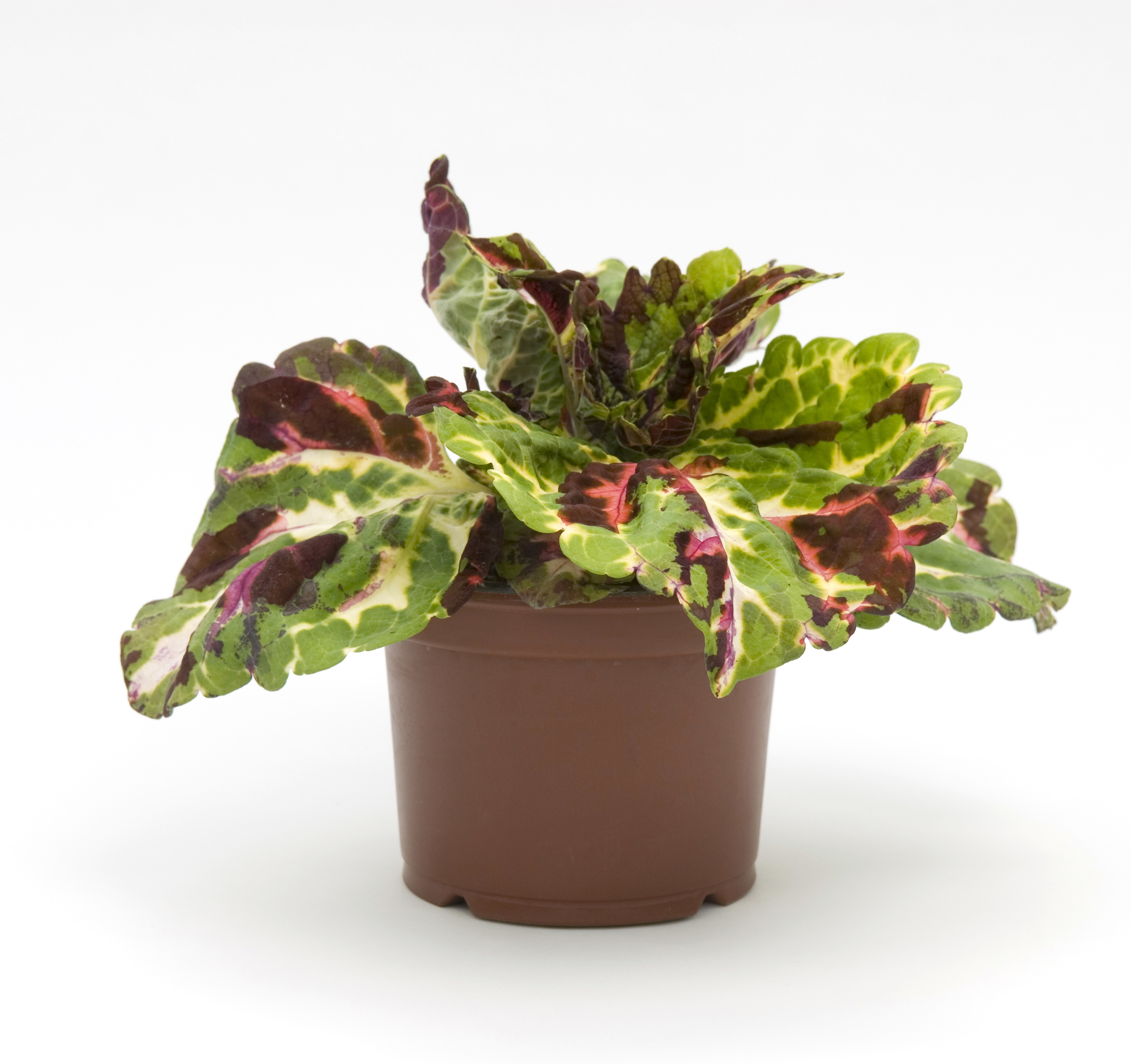 Coleus blumei (Plectranthus scutellarioides) Kong Mosaic | 100 K | D275.1