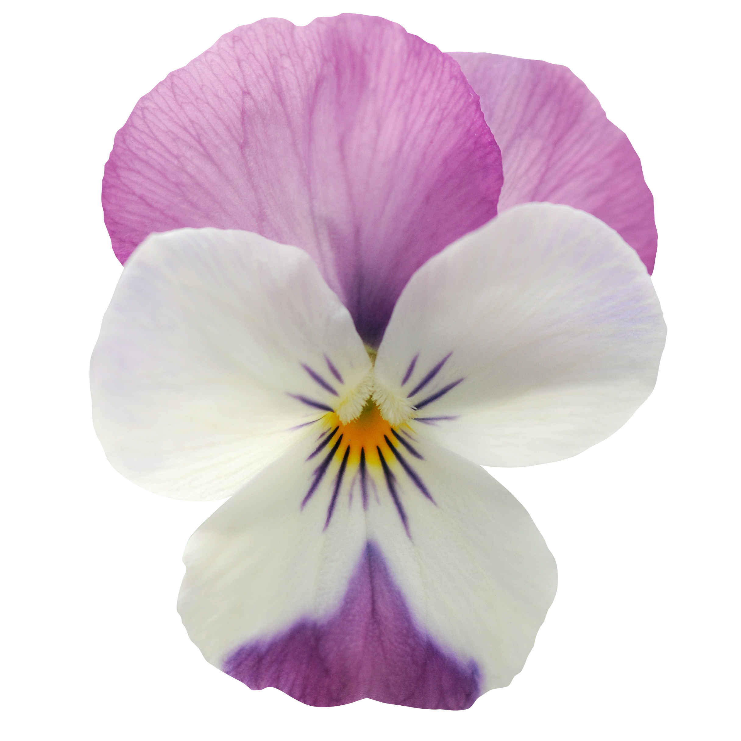 Viola cornuta F1 Sorbet White Pink Wing