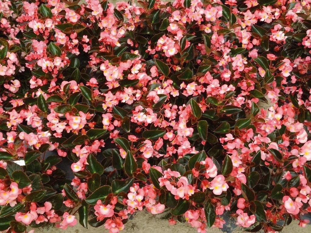 Begonia x benariensis F1 Dark BIG Pink, dunkellaubig, pilliert