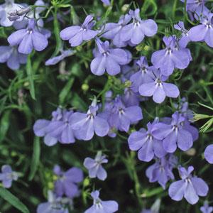 Lobelia pendula Saphir Himmelblau