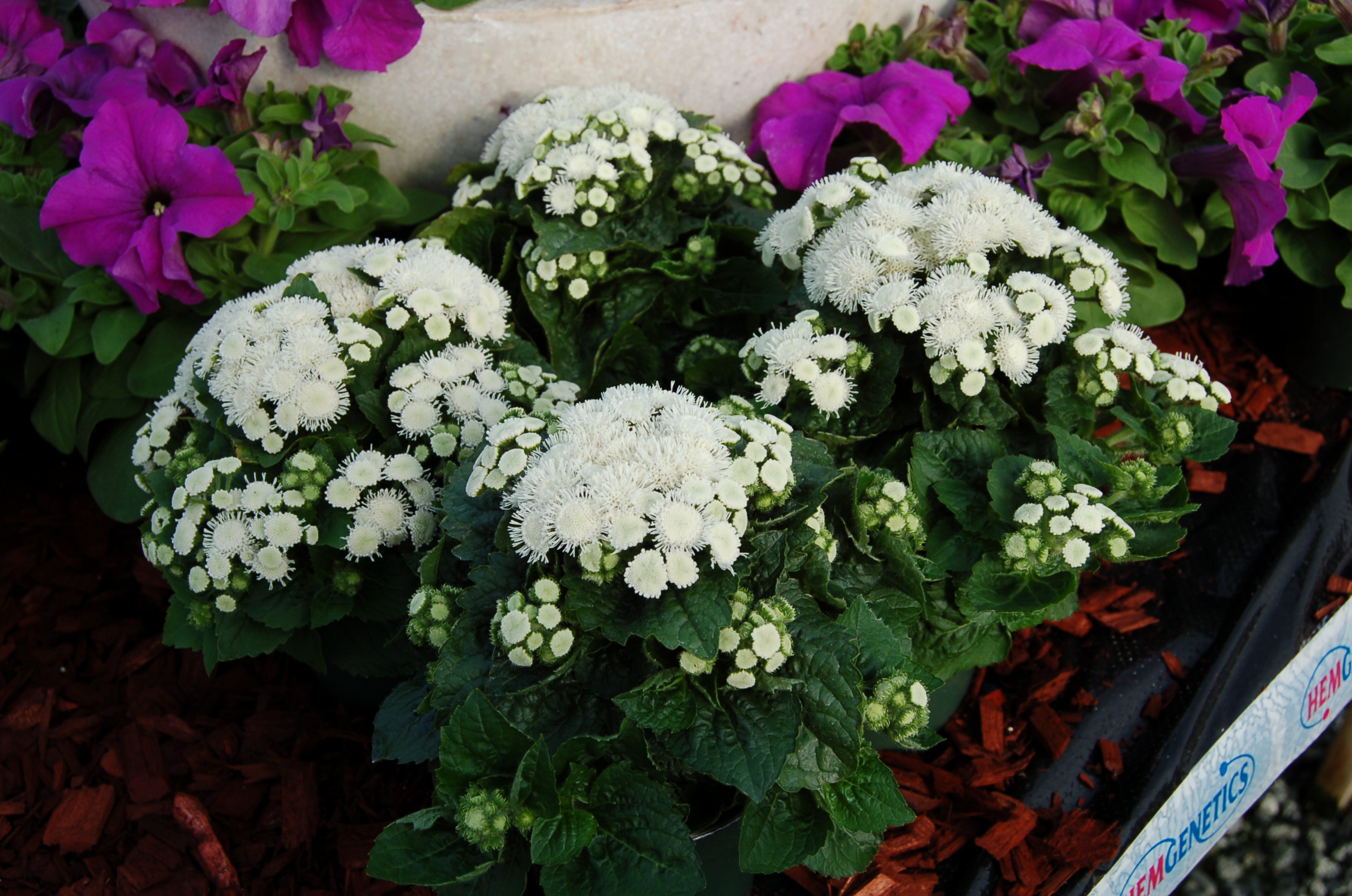 Ageratum houstonianum F1 Aloha weiß, pilliert