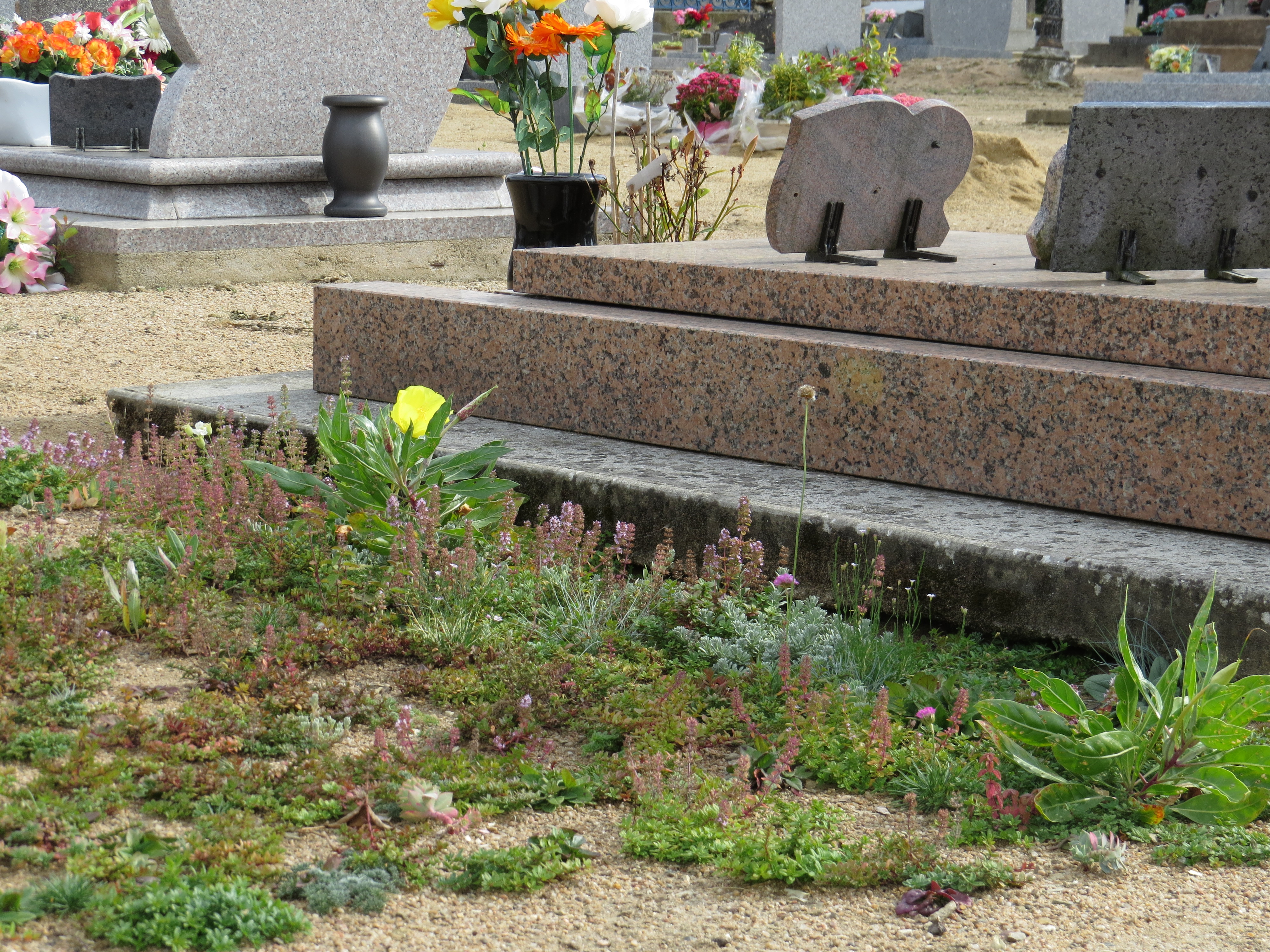Blumenmischungen Blumiger Bodendecker