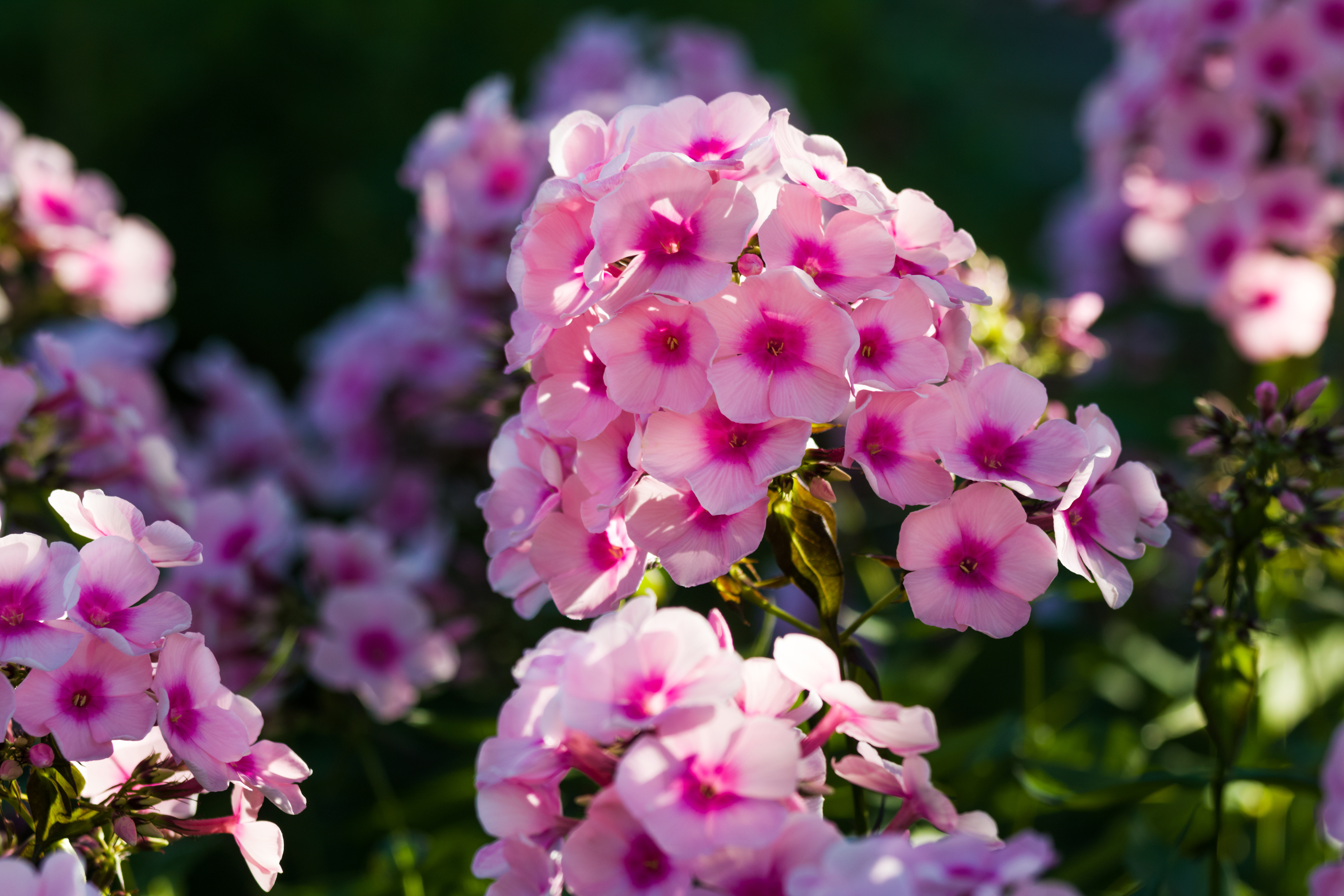 Phlox drummondii Rosa Schnitt