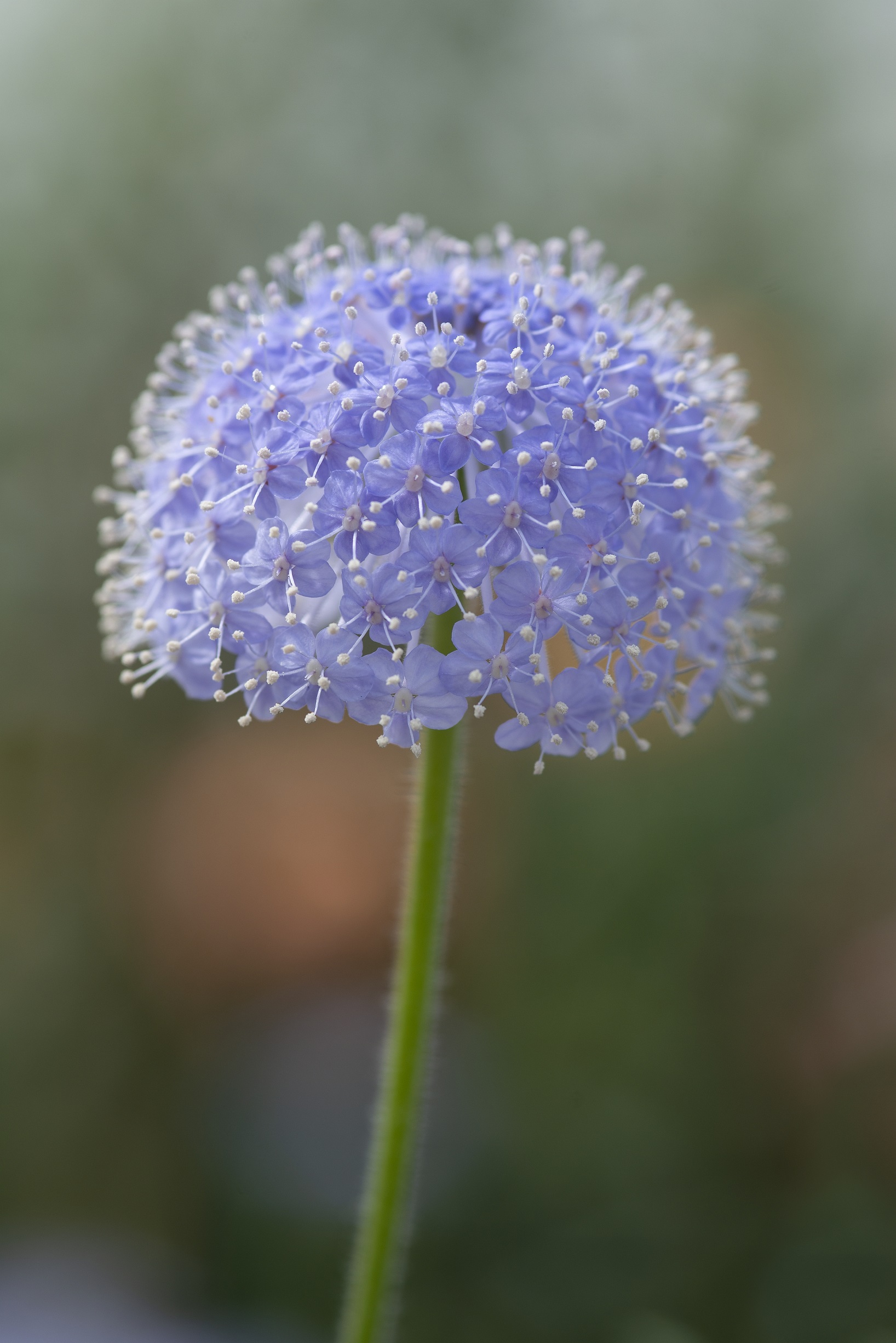 Didiscus caeruleus Madonna Lavender Blue