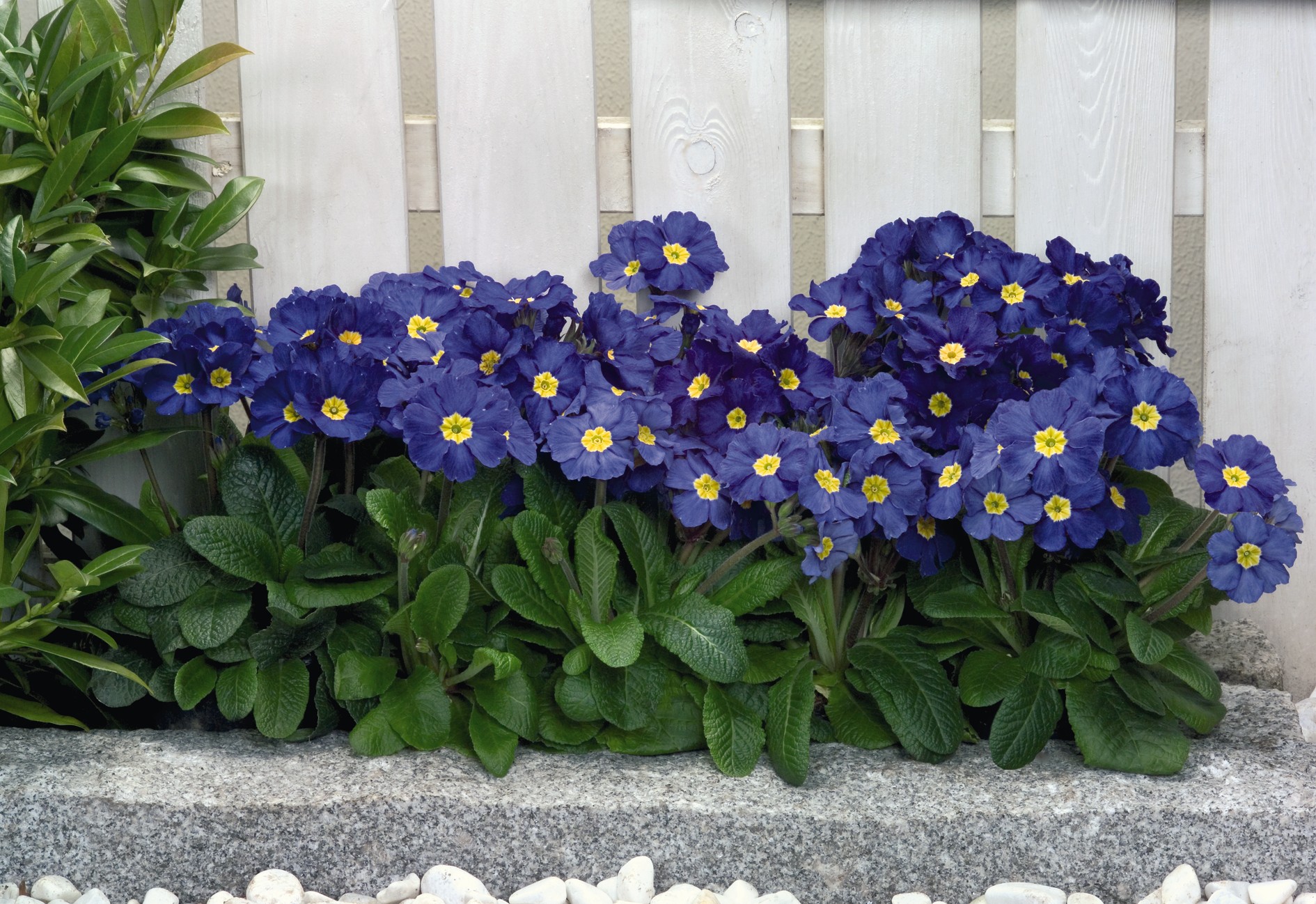 Primula elatior F1 Crescendo Blau | 250 K | P758S02