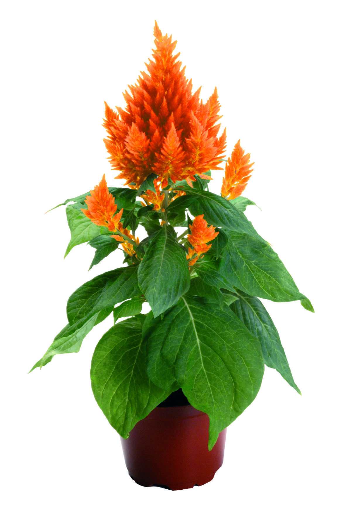 Celosia  plumosa Fresh Look Orange