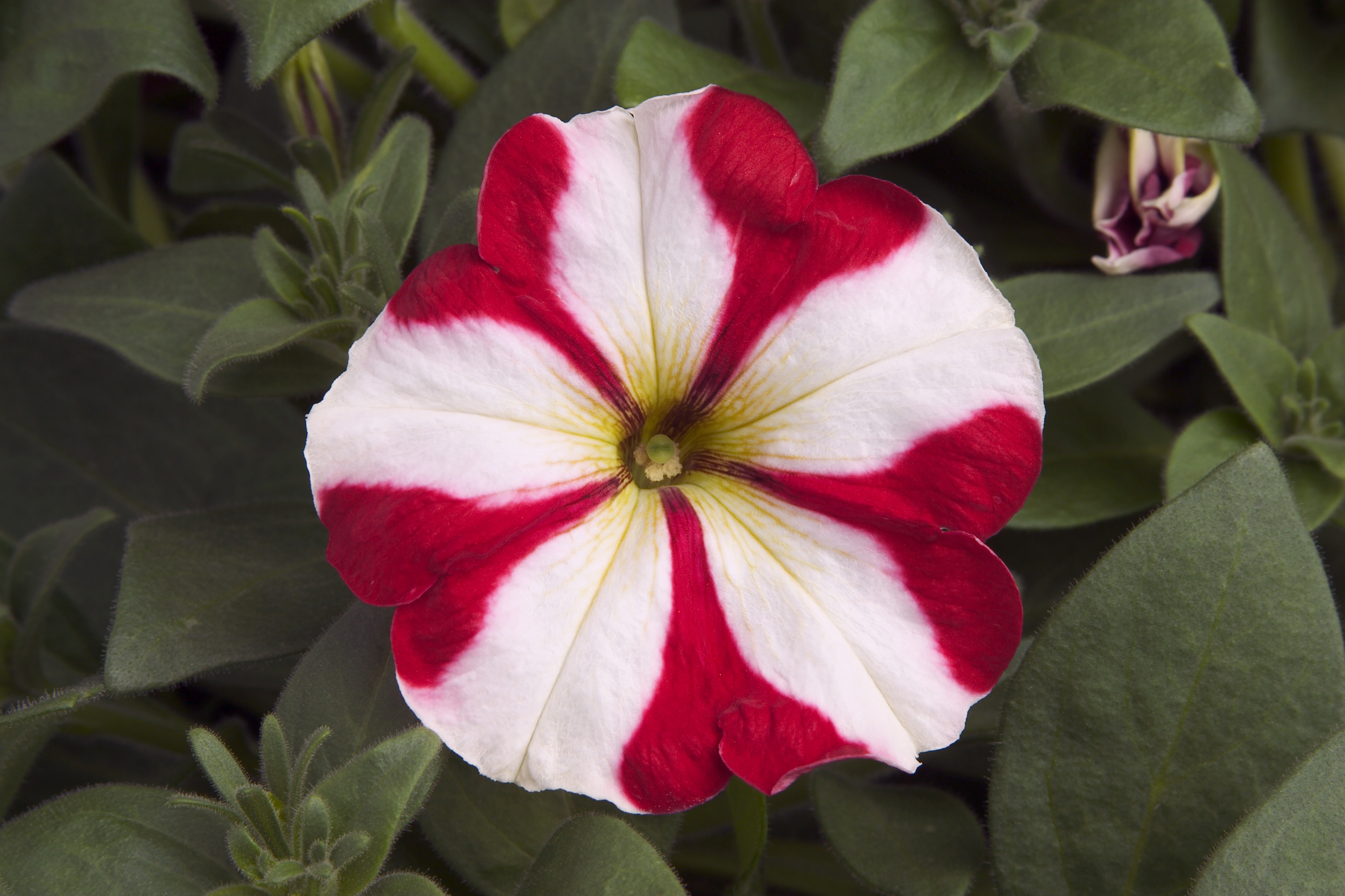 Petunia multiflora F1 Hurrah Red Star, pilliert