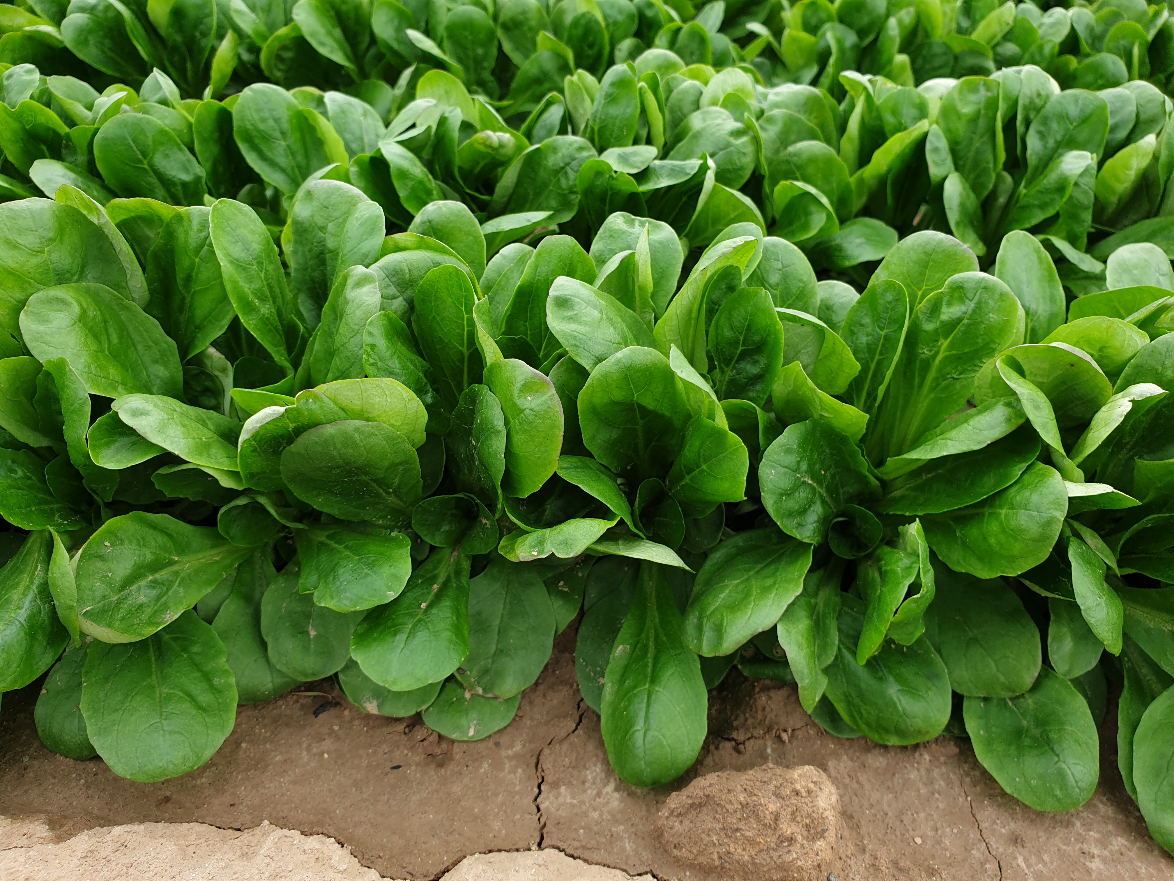 Rapunzel/Feldsalat Bonvita für Lunita