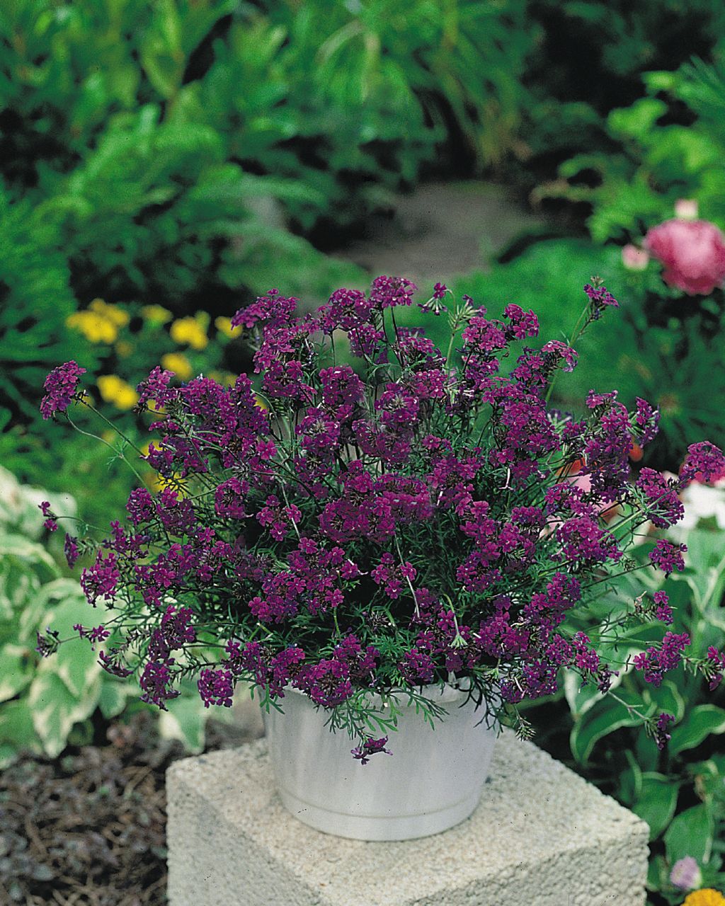 Verbena speciosa Imagination