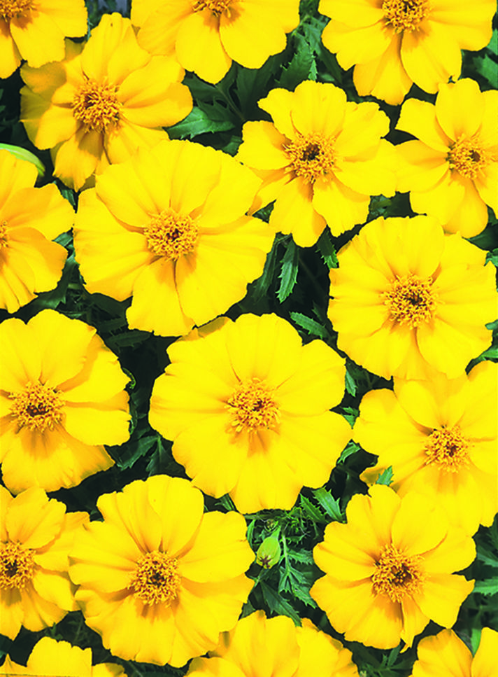 Tagetes patula Disco Gelb