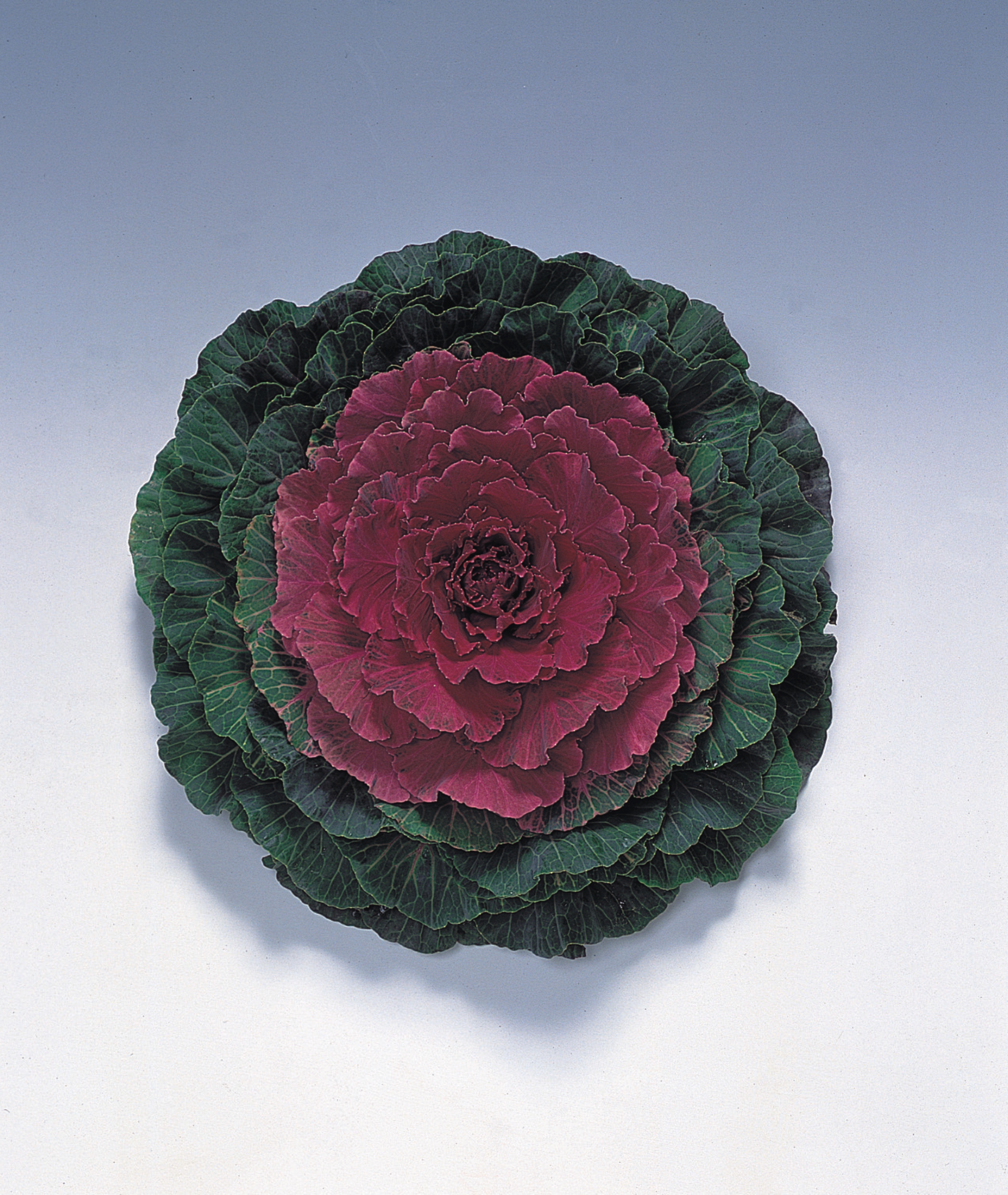 Zierkohl F1 Red Pigeon