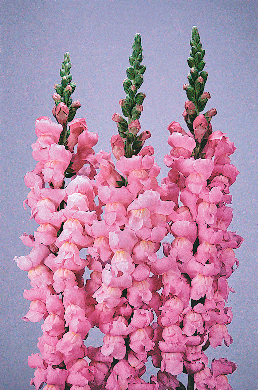 Antirrhinum majus Maryland Pink